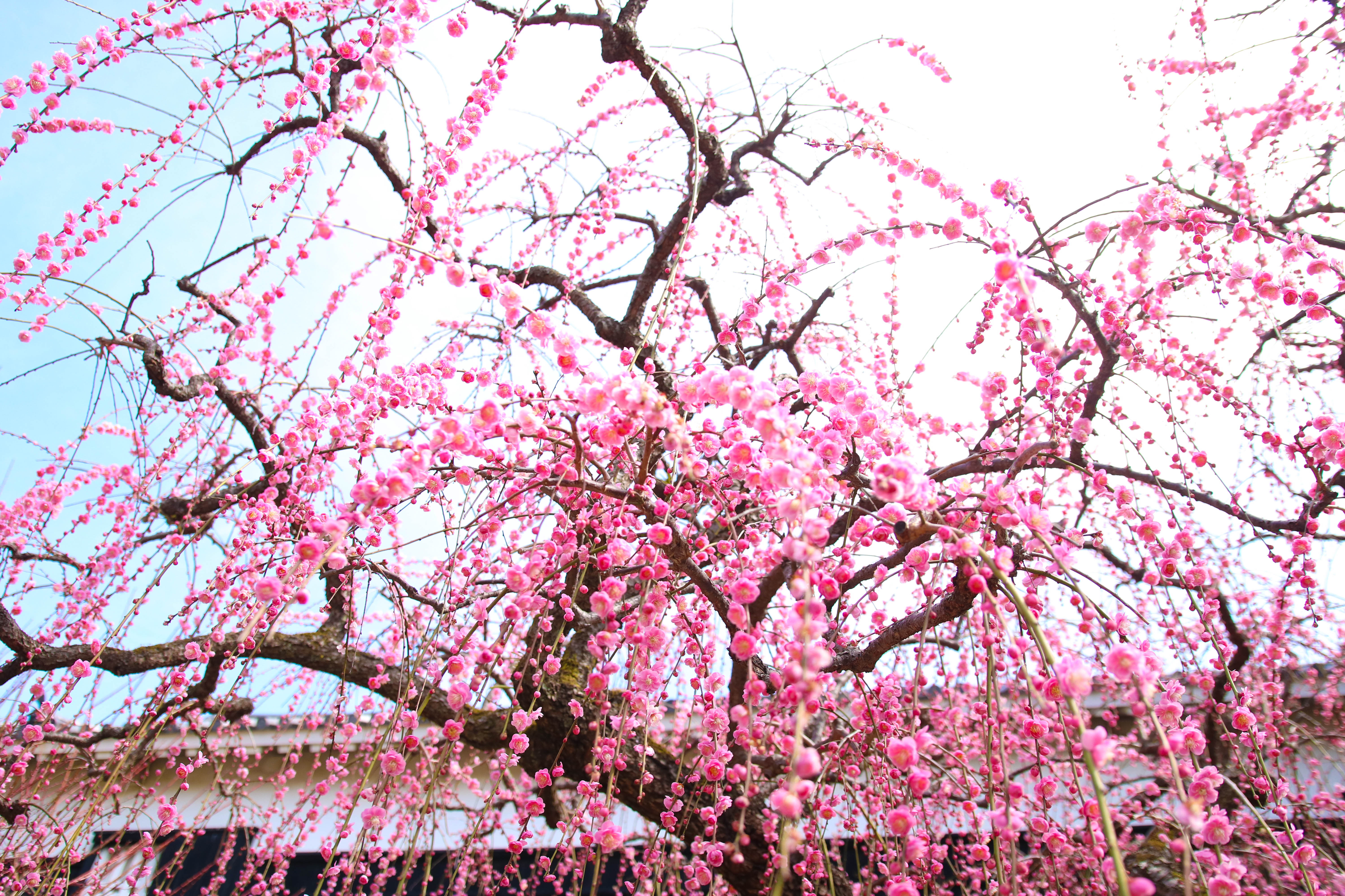 2月に咲く高知城の「しだれ梅」