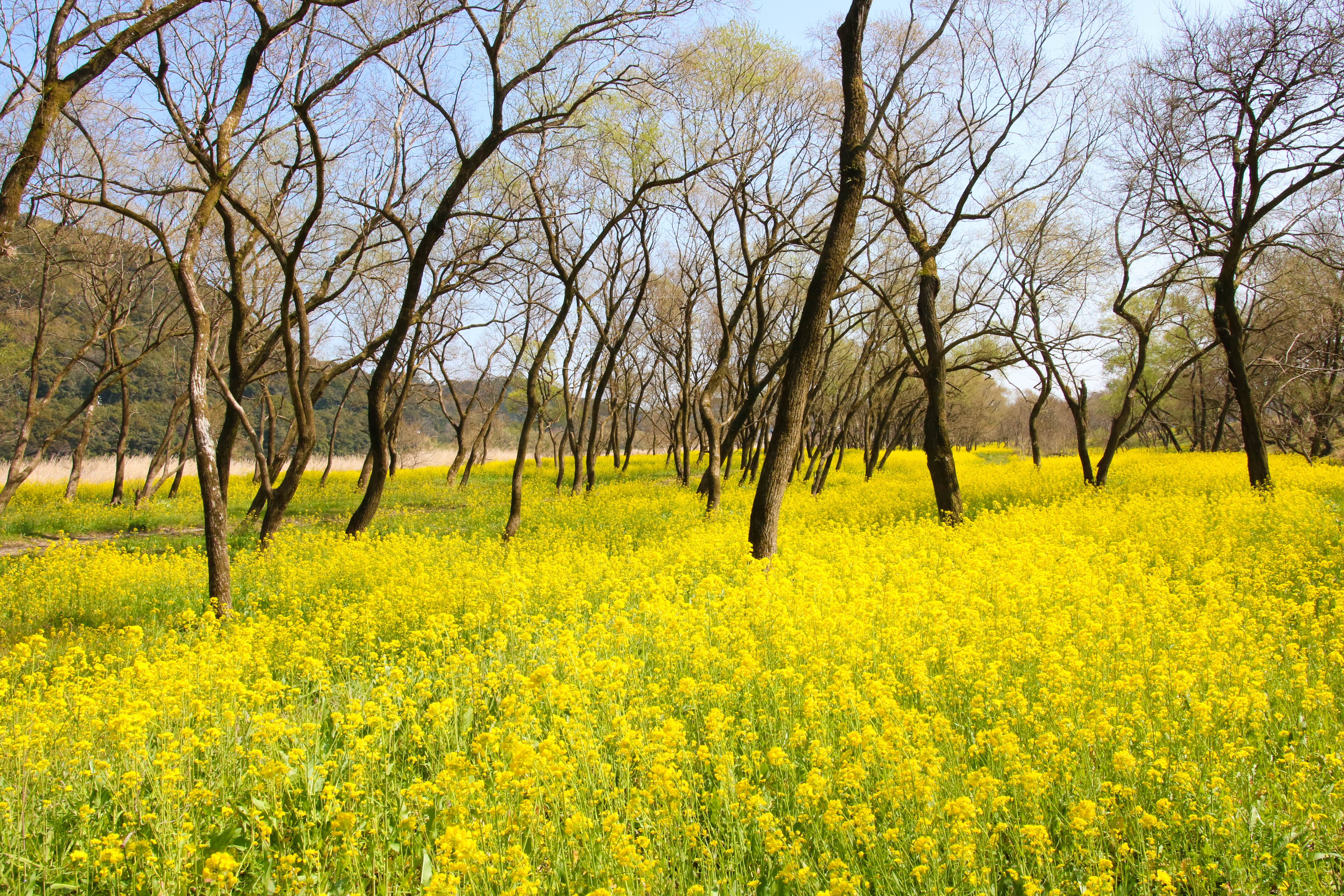 四万十市　菜の花まつり