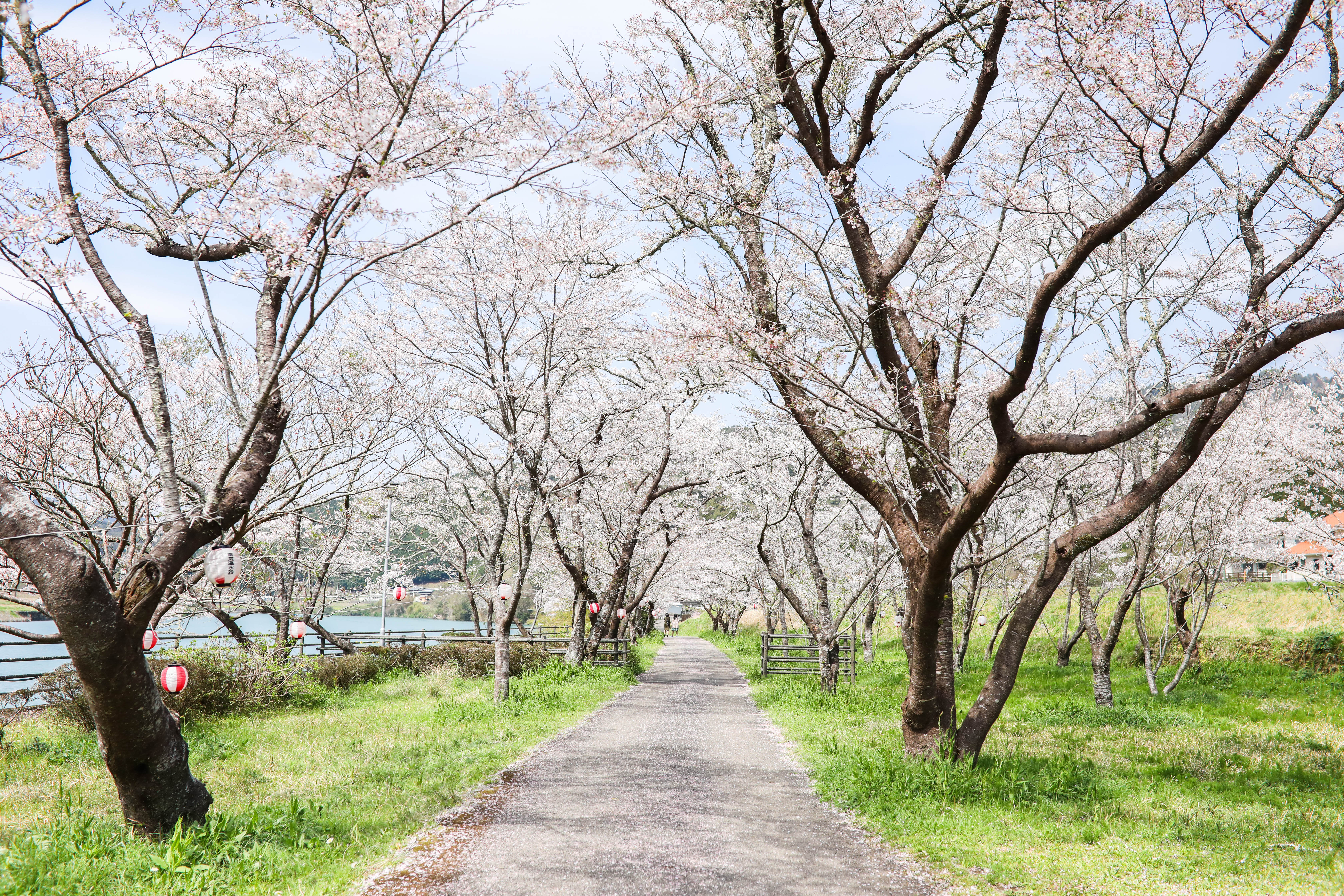 家地川公園（四万十町）｜四万十川に面した桜並木に癒される