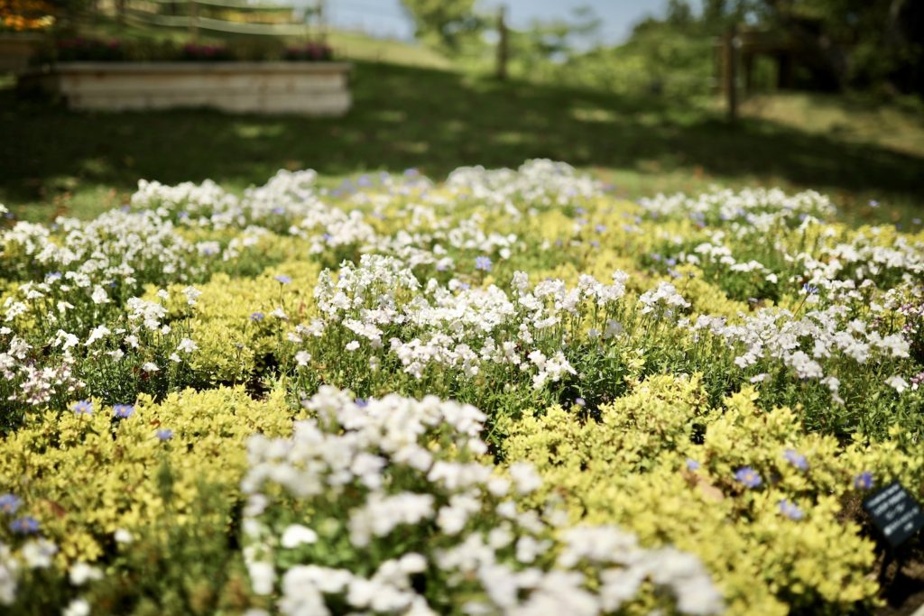こんこん山広場｜色彩あふれる花々で彩る「牧野植物園」の憩いの広場。