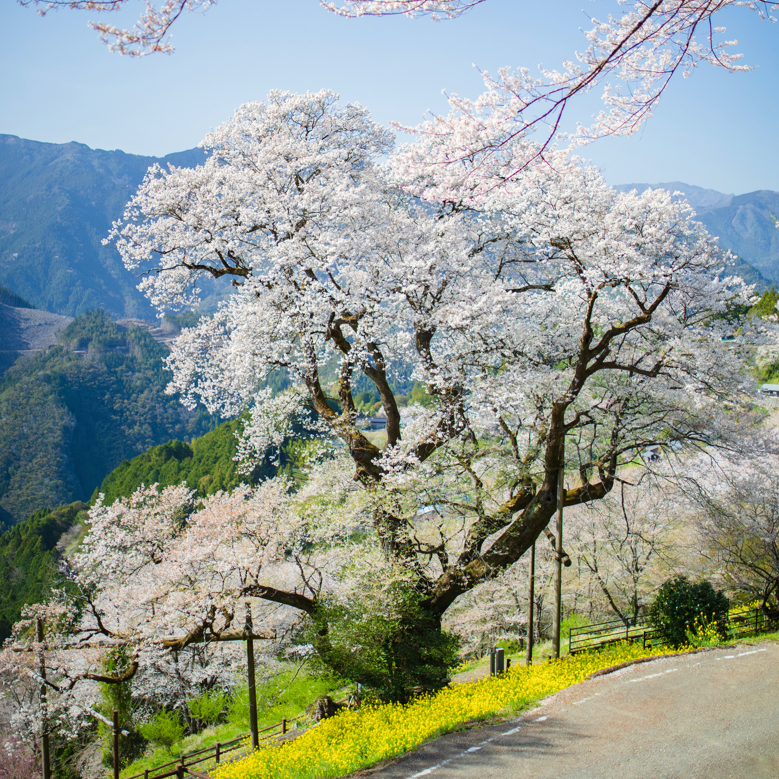 ひょうたん桜公園（仁淀川町）｜わざわざ行く価値あり！山々に囲まれた桜の名所