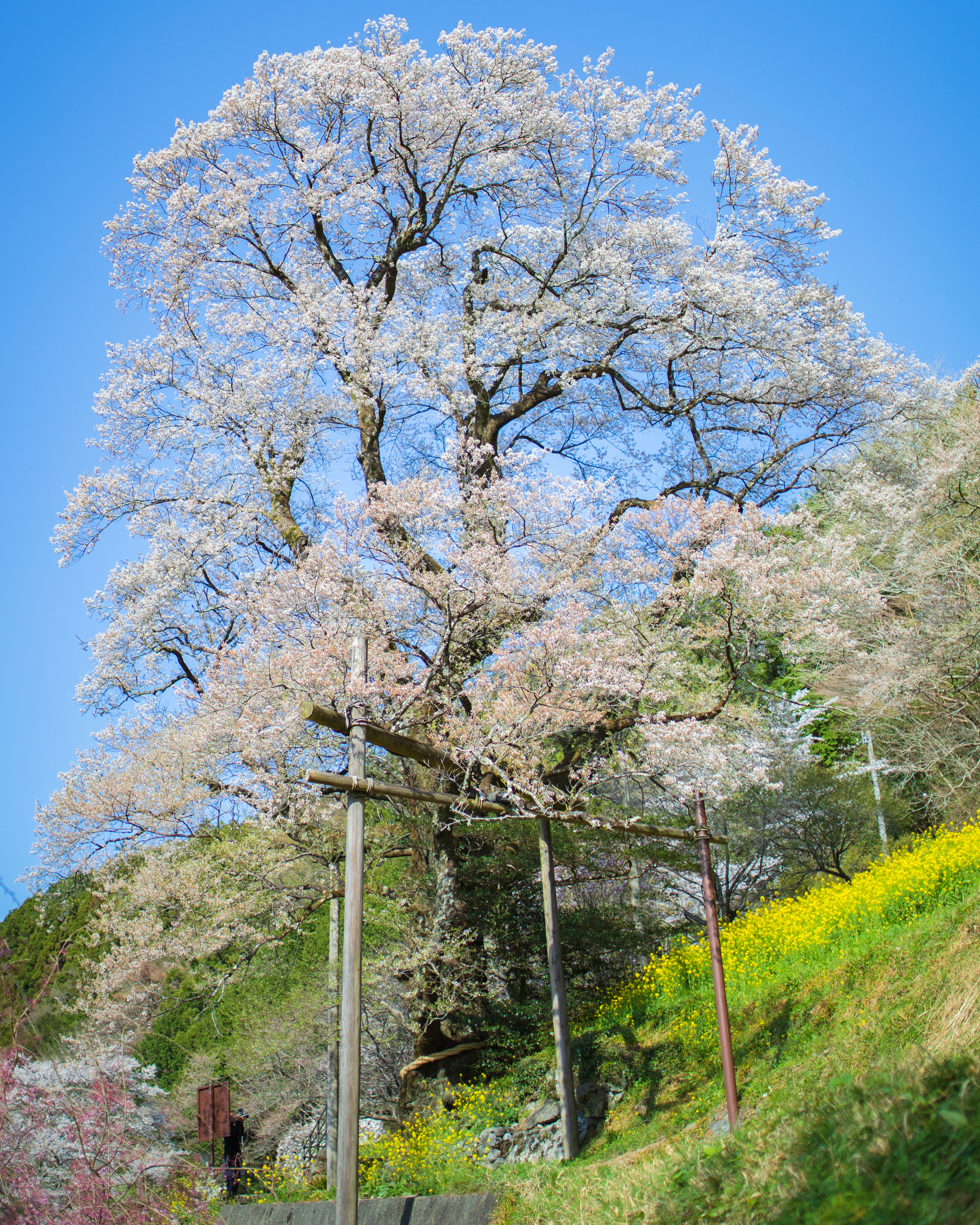 ひょうたん桜公園（仁淀川町）｜わざわざ行く価値あり！山々に囲まれた桜の名所