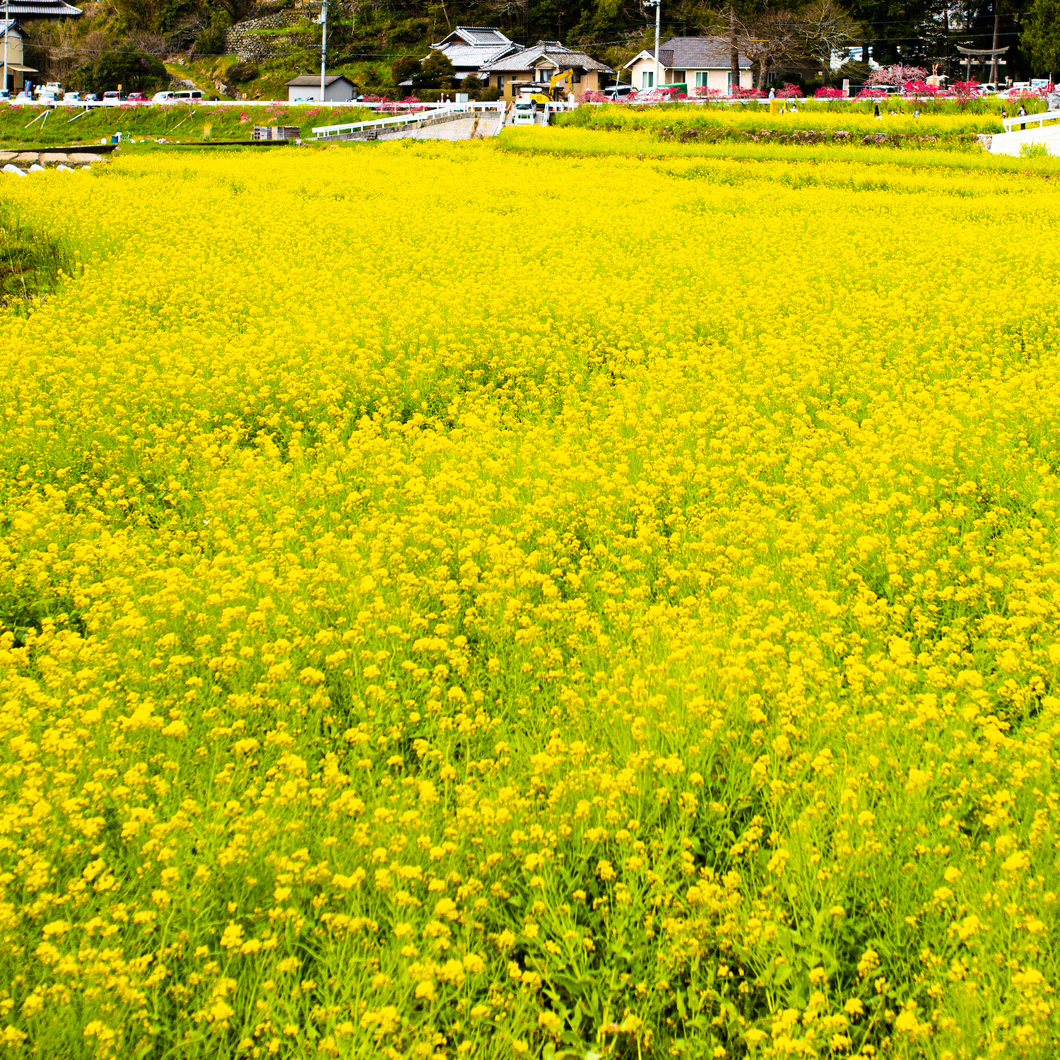 西川花公園｜香南市の春の花見イベント「西川花祭り」