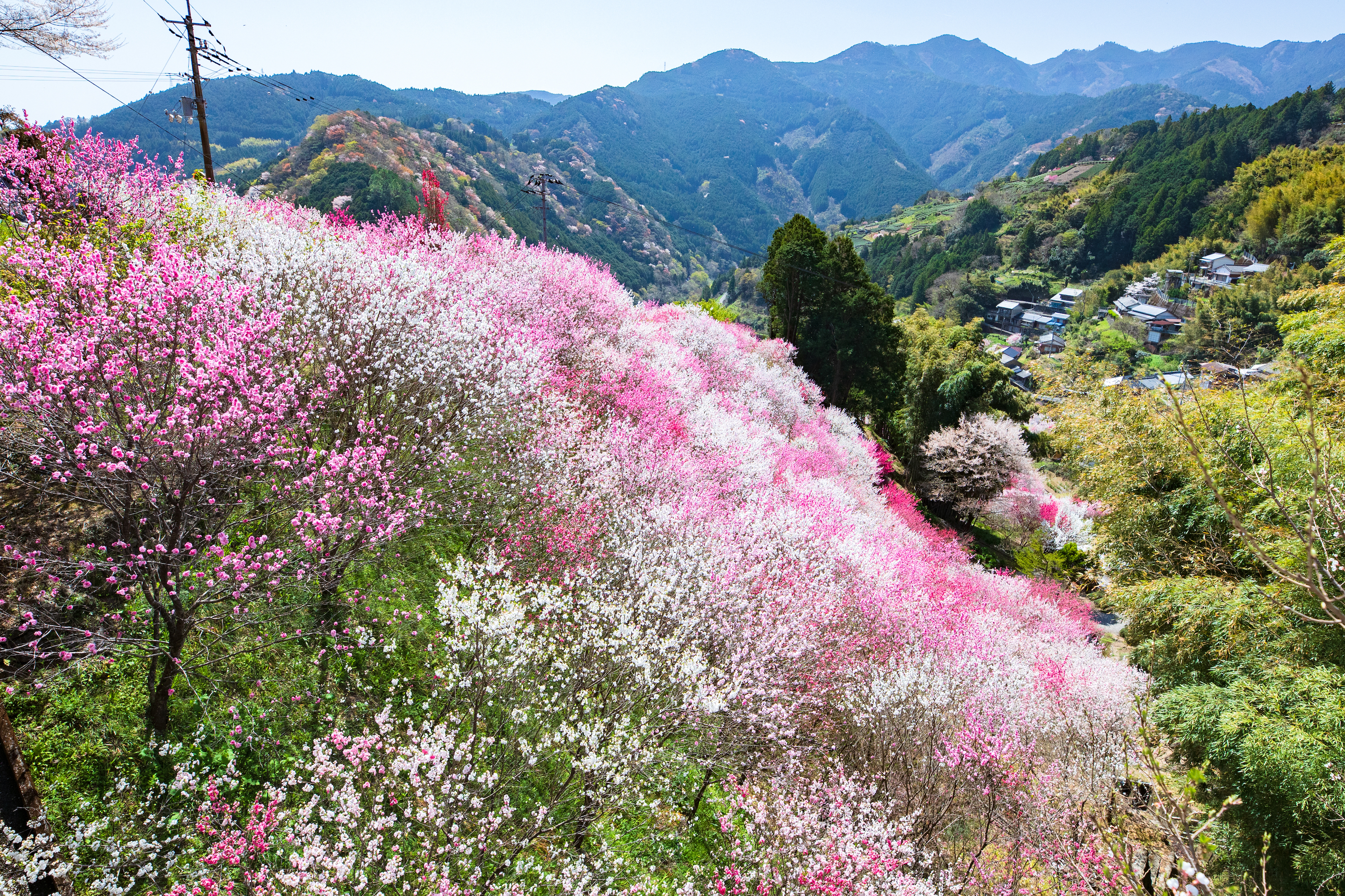花の里公園（仁淀川町）｜花桃が咲き誇る！地元民が作り上げた小さな公園