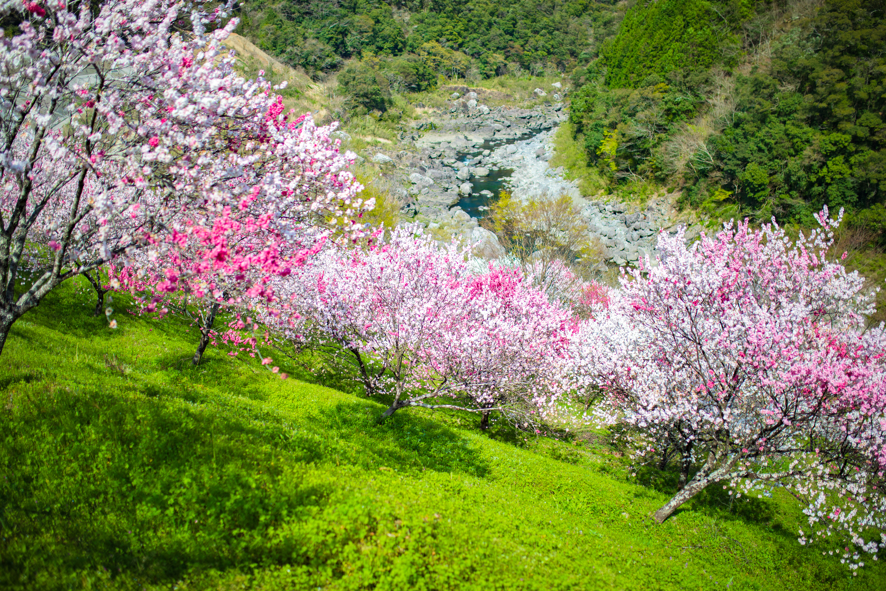 引地橋の花桃（仁淀川町）｜春しか見れない！花桃と新緑の絶景スポット