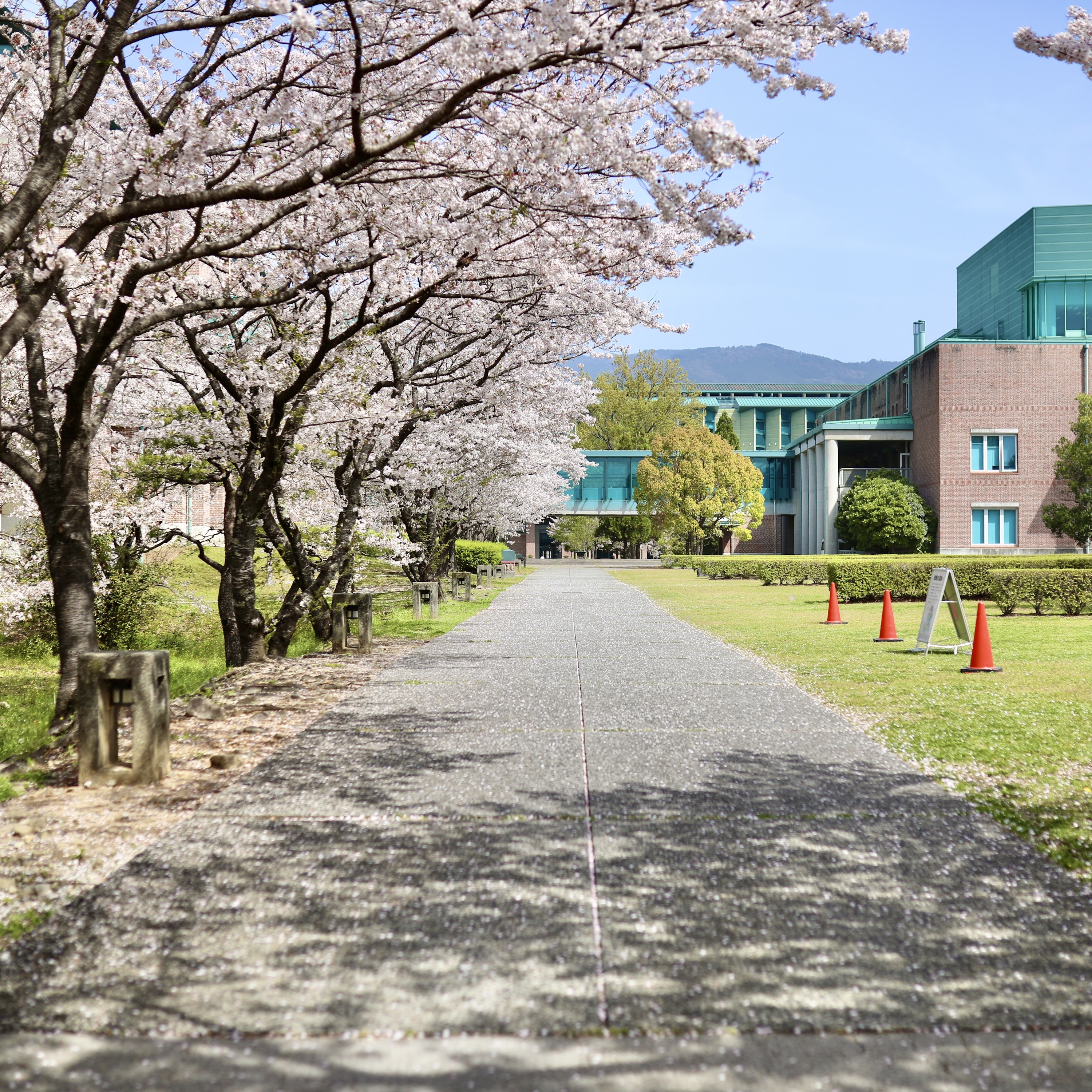 鏡野公園（香美市）｜春は必ず訪れたい！高知有数の桜の名所
