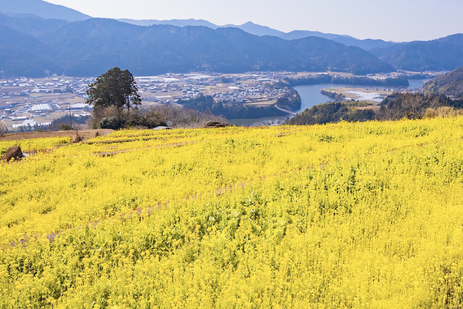 山採り天然　ツリバナ　11 tenkuu-no-nanohanabatake_00.jpg