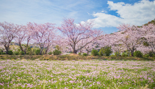 鮎乃瀬公園｜小道沿いの桜並木が美しい。奈半利町の穴場スポット