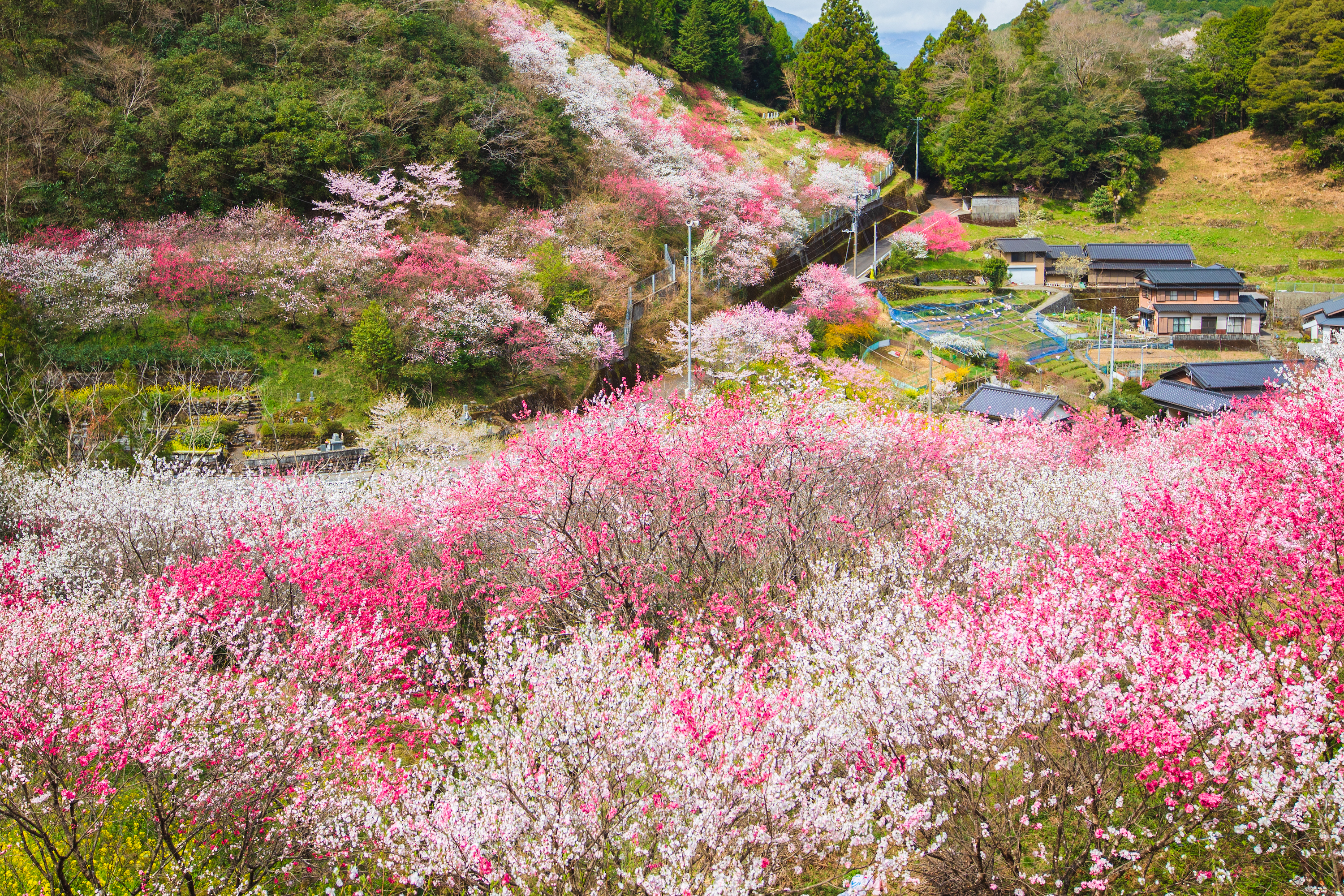 上久喜の花桃（仁淀川町）｜約1000本の花桃が咲く美しい山里