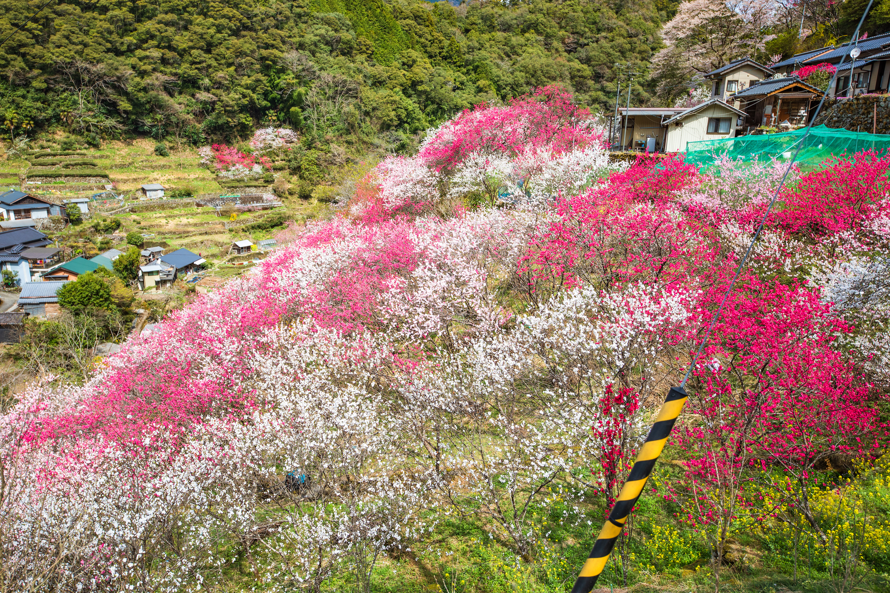 上久喜の花桃（仁淀川町）｜約1000本の花桃が咲く美しい山里