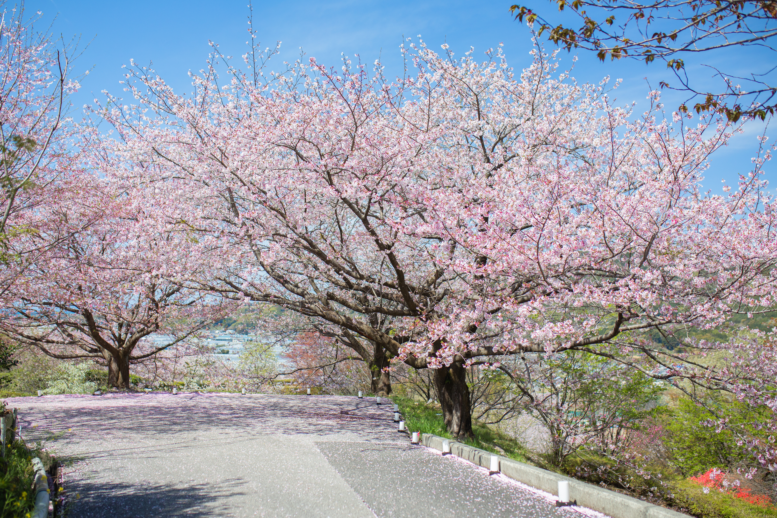 桜ヶ丘公園｜高知有数のスポットが芸西村に！知る人ぞ知る桜の名所