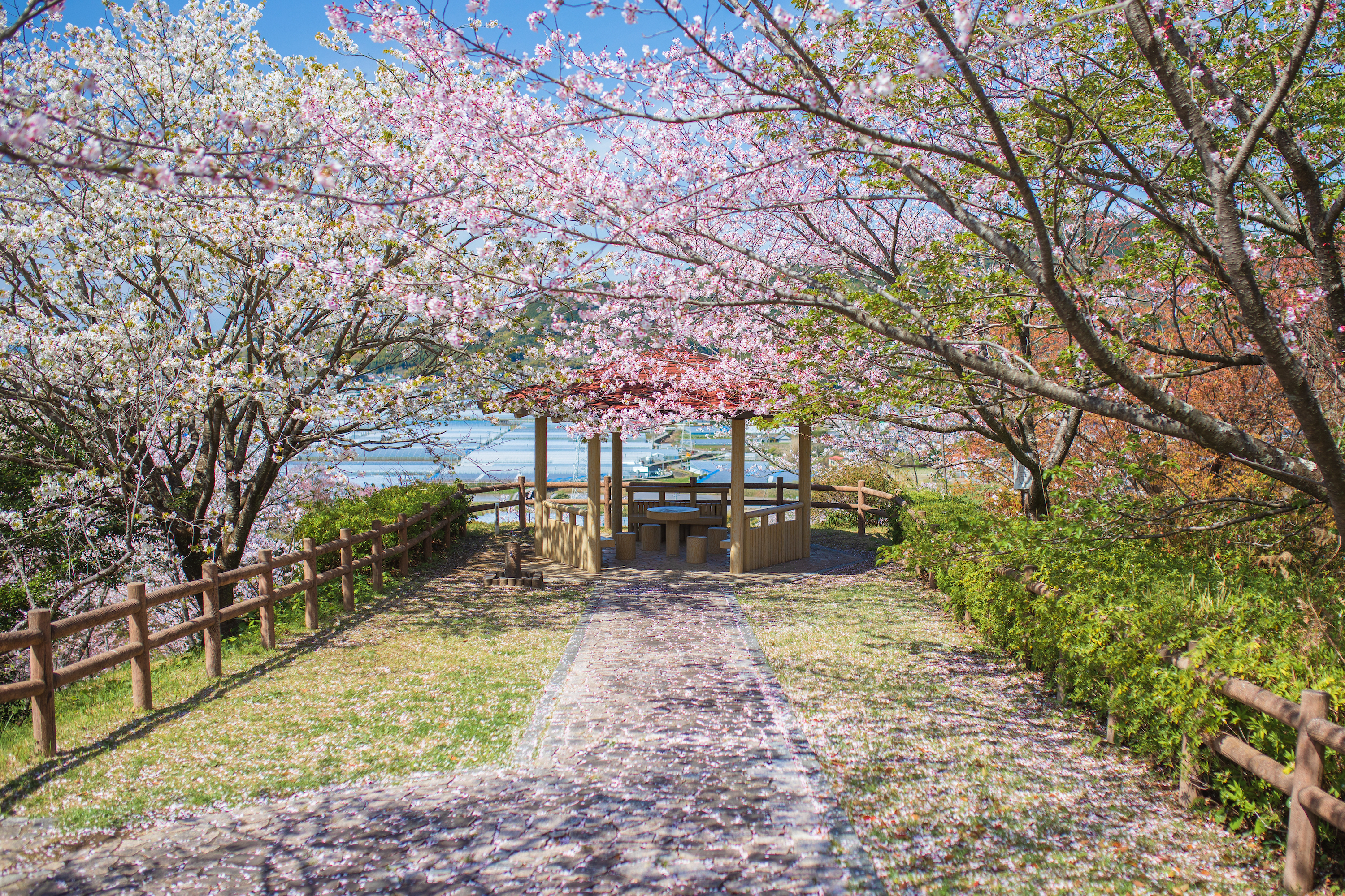 桜ヶ丘公園｜高知有数のスポットが芸西村に！知る人ぞ知る桜の名所