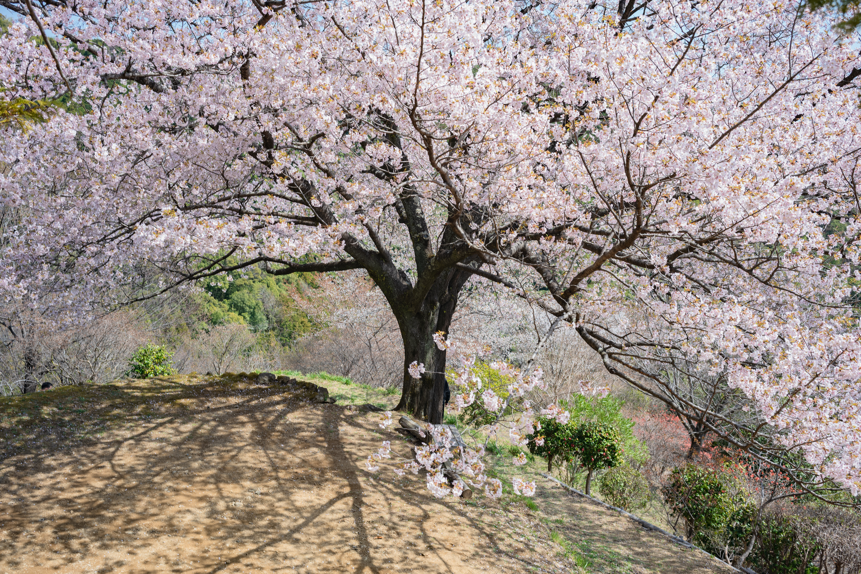 八京の一本桜｜南国市の桃源郷！美しく咲き誇る一本桜