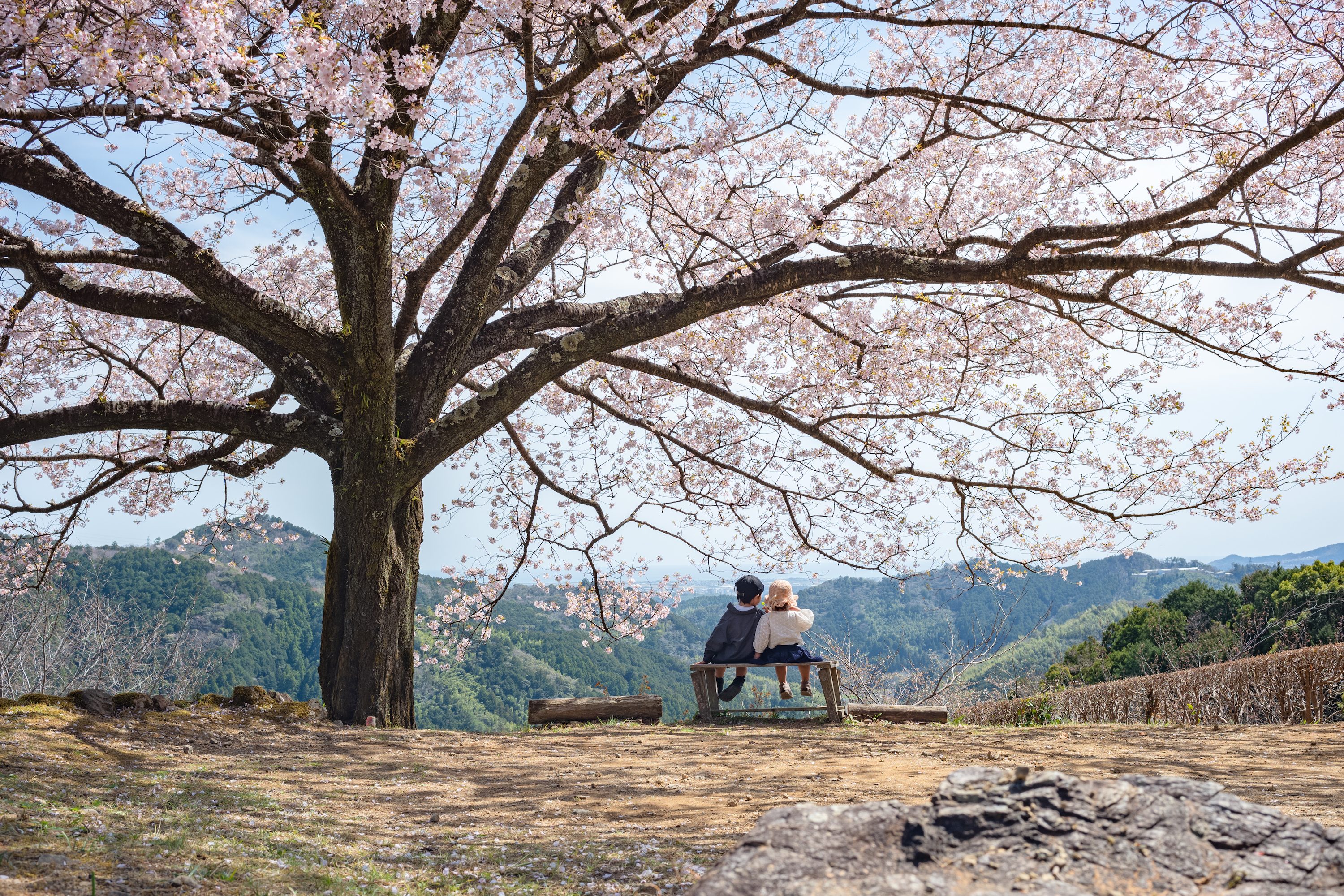 八京の一本桜｜南国市の桃源郷！美しく咲き誇る一本桜