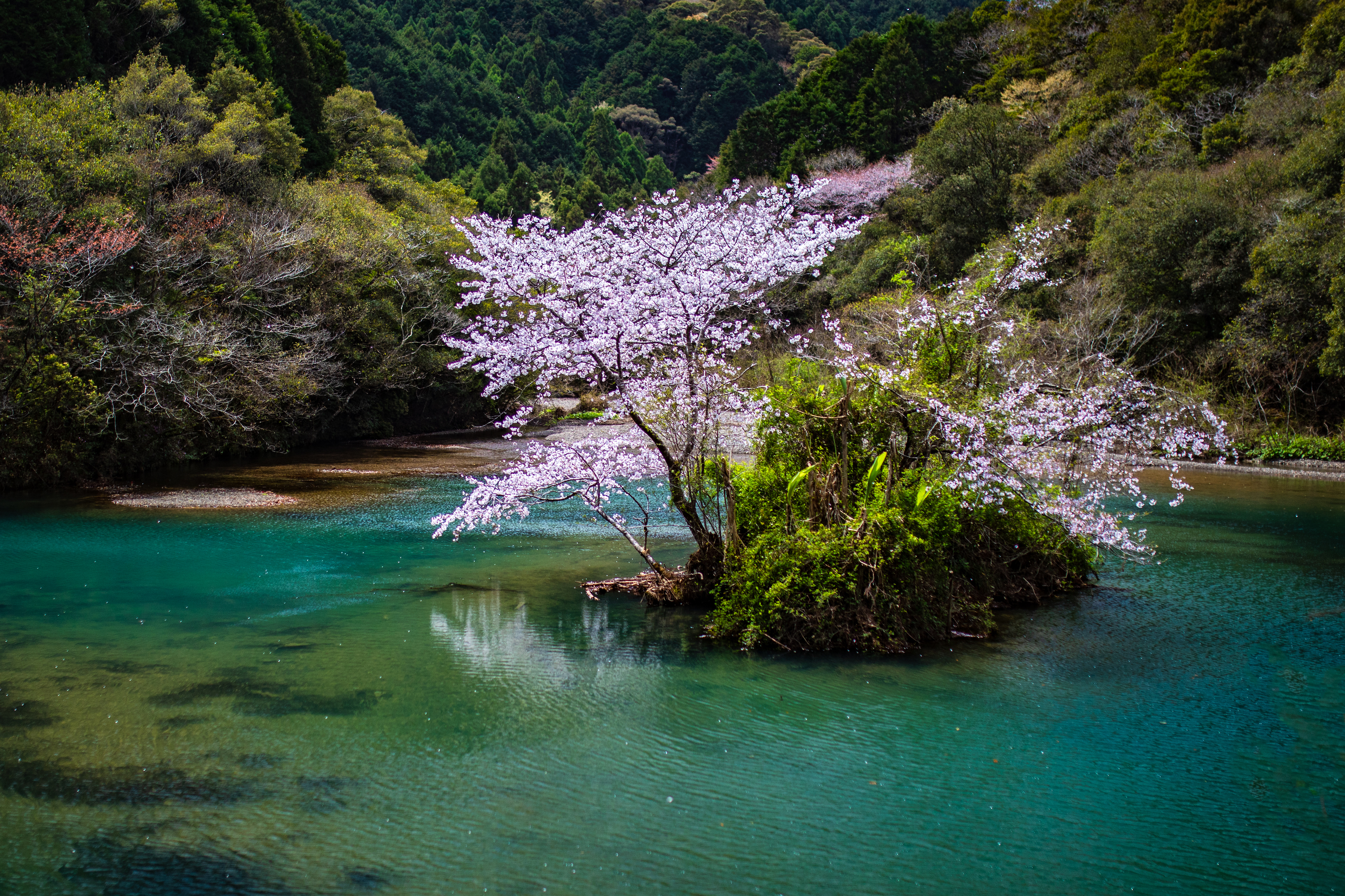 山内ダム湖の浮島桜（中土佐町）｜カメラ好き必見の穴場な桜スポット