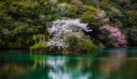 山内ダム湖の浮島桜（中土佐町）｜桜と水面の美しさに心奪われる穴場スポット