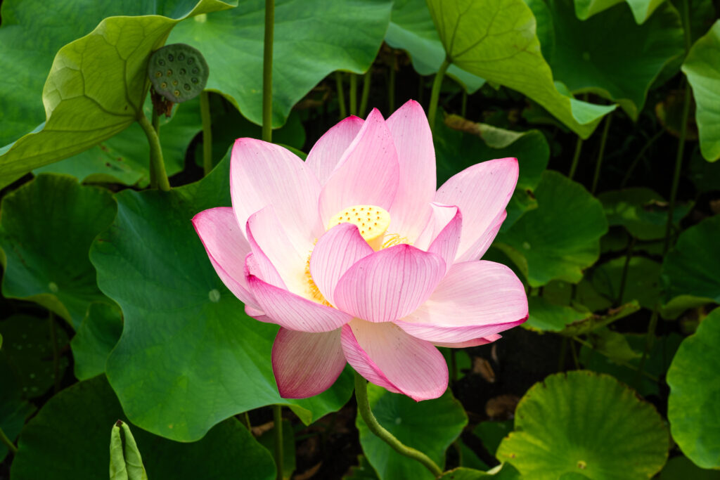 高知唯一！美しい蓮の花が咲き誇る蓮池公園 | EIMONS®︎［エイモンズ