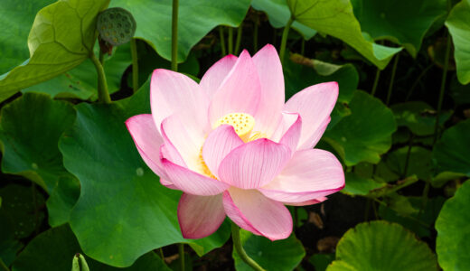 高知唯一！美しい蓮の花が咲き誇る蓮池公園