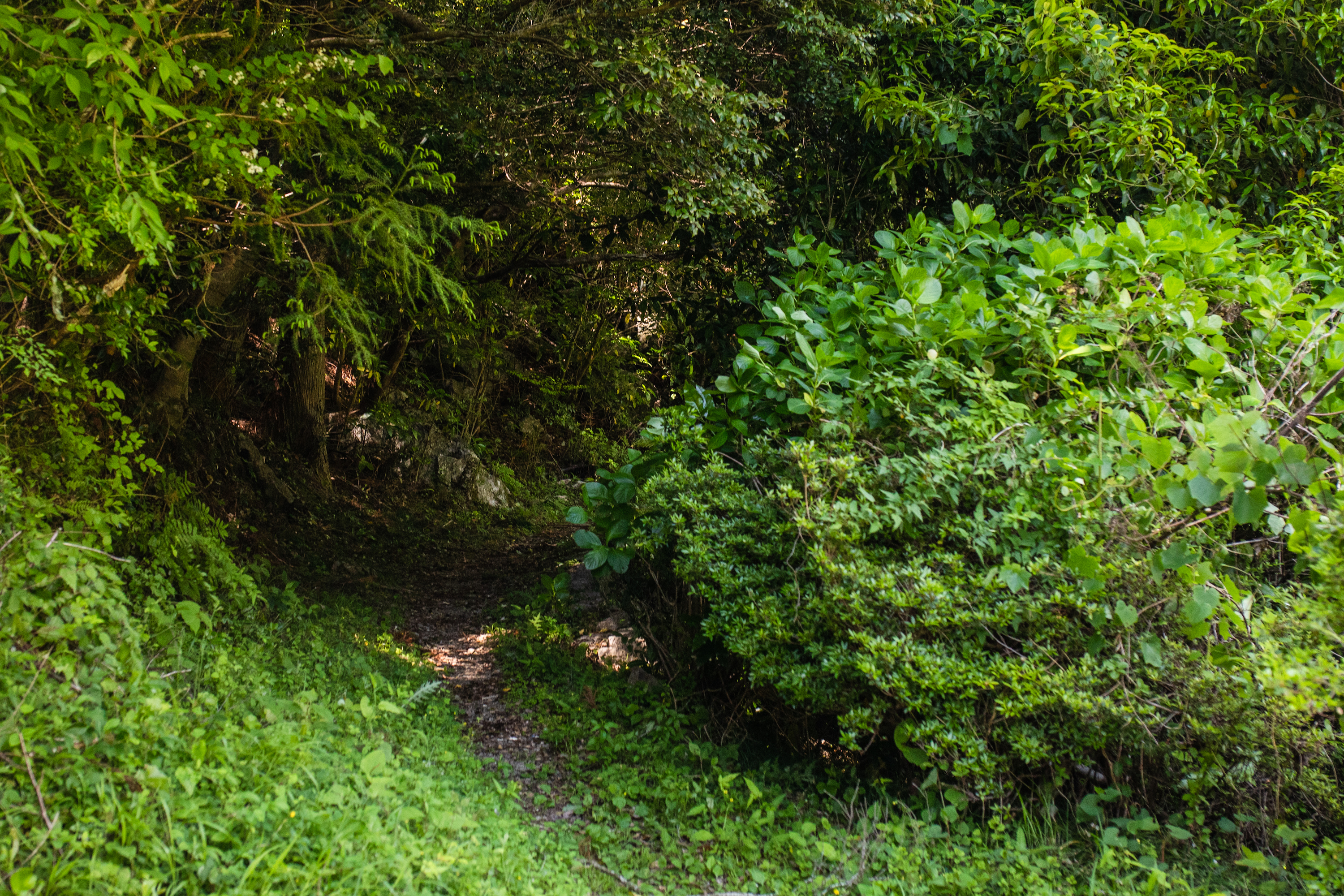 樽の滝｜驚きの自然美！昔のままの渓谷林が残る高知市の秘境「樽の滝」へ