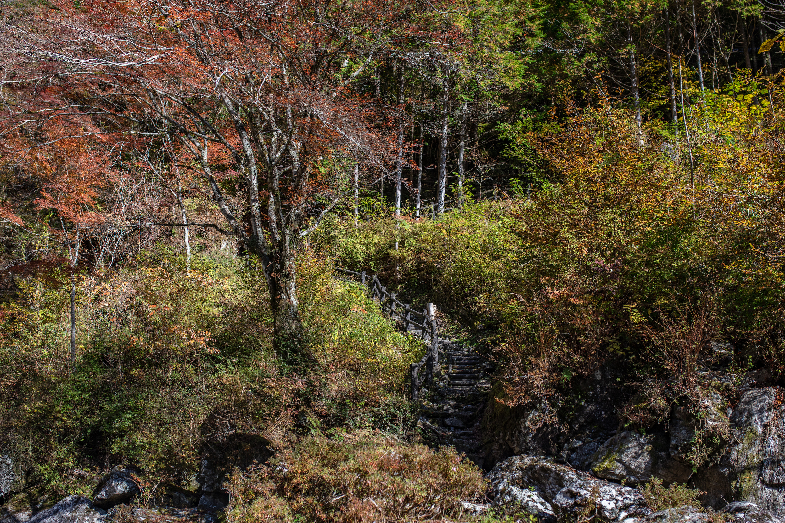 瀬戸川渓谷が最も美しい秋！原生林に囲まれた美しい紅葉を満喫