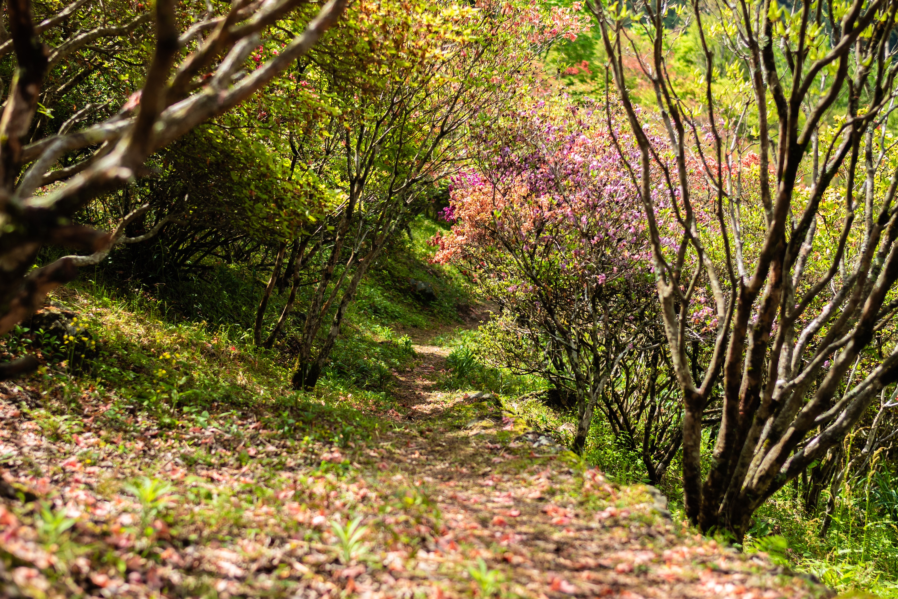 山のツツジ園｜2024年春に初開園！佐川町の山を彩る100種のツツジ