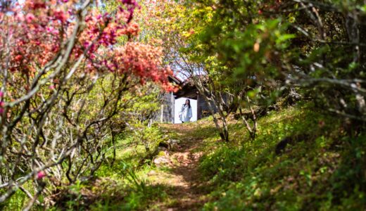山のツツジ園｜2024年春に初開園！佐川町の山を彩る100種のツツジ