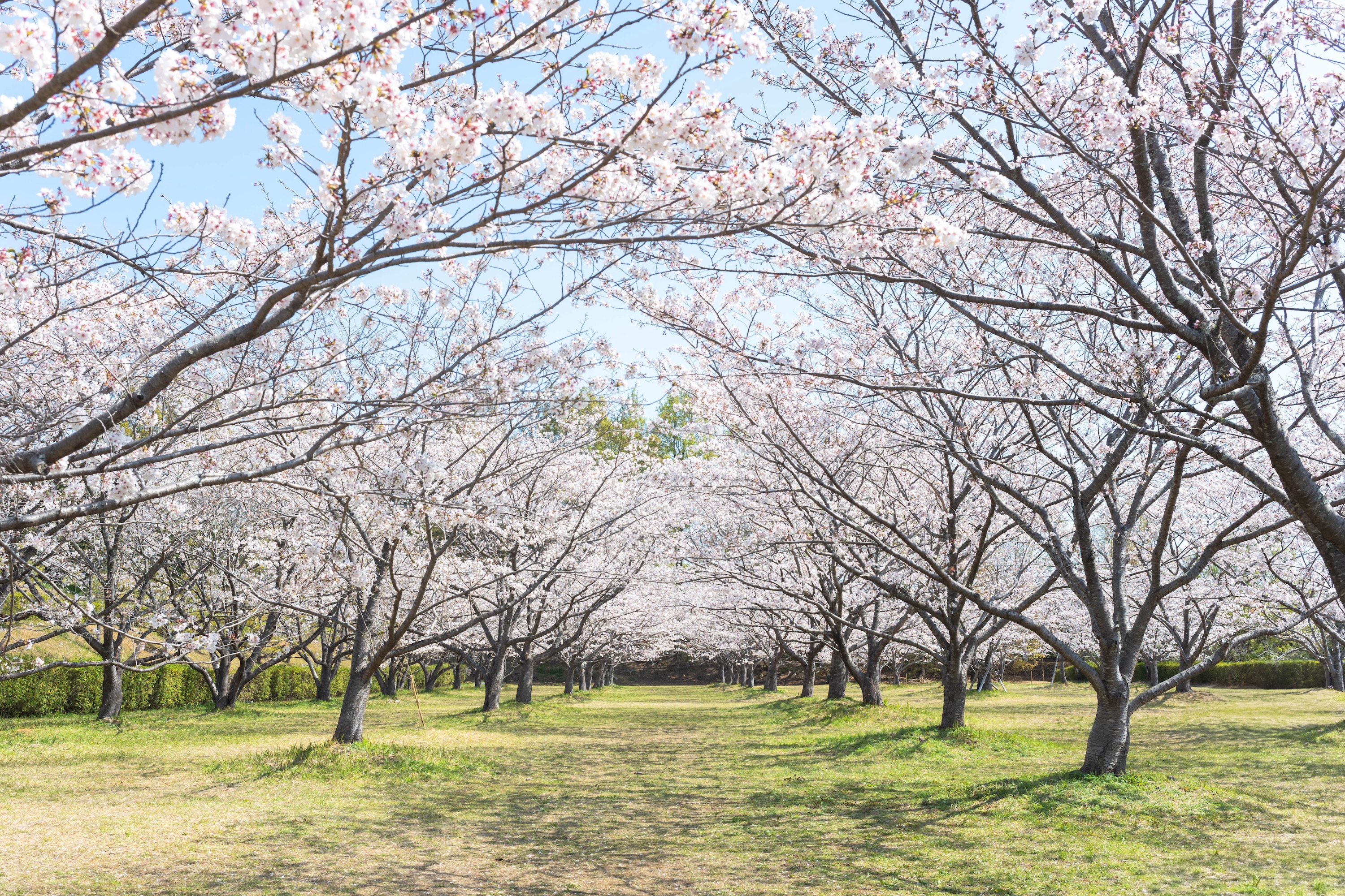 縁起木＊開運＊幹と根がぶっとく頑丈【沈丁花＊千里香＊大きな苗木】春到来芳しい香り 2025年開花情報】南足柄市一ノ堰ハラネの春めきが見ごろとなりました