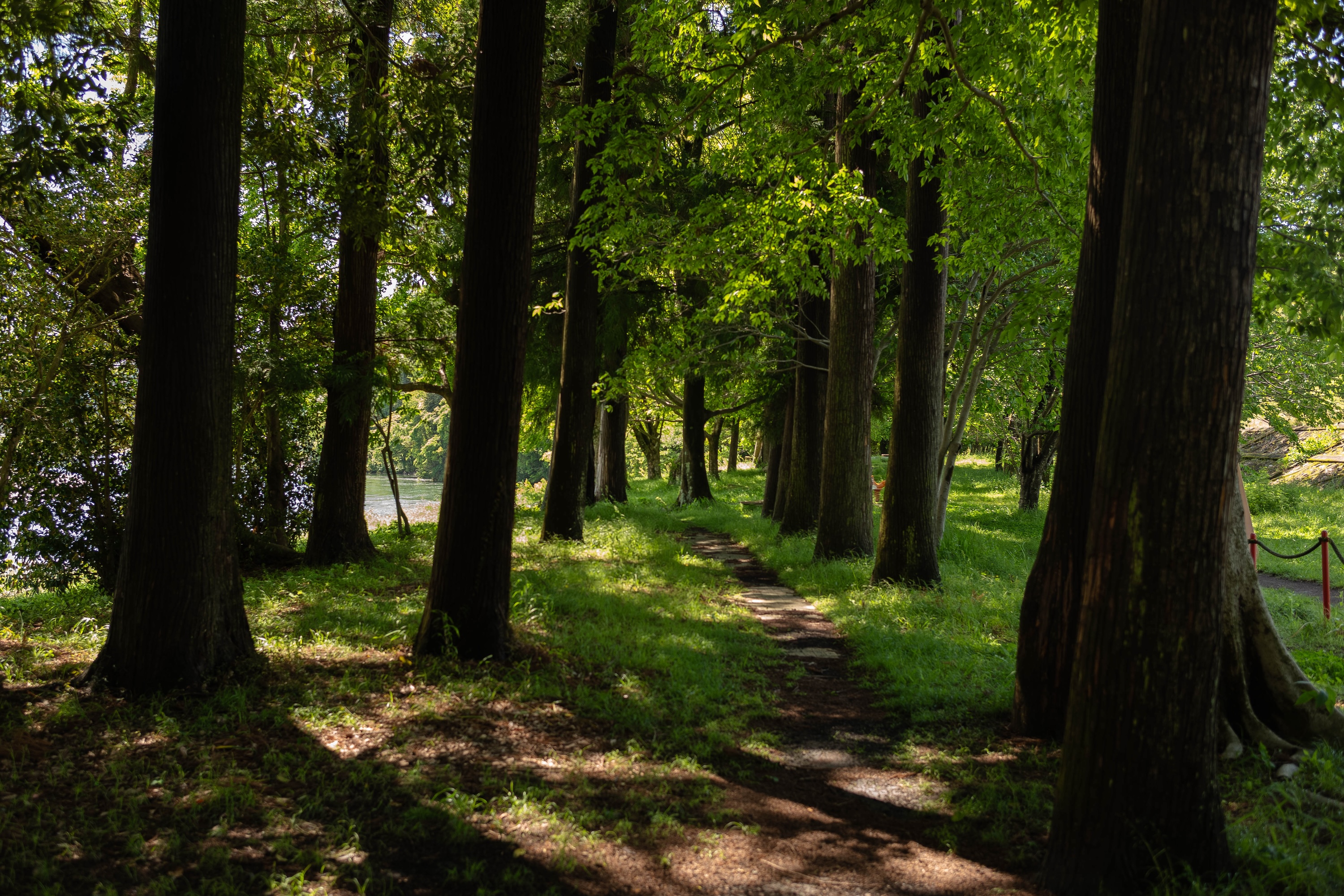 波川公園｜仁淀川で自然を満喫！アクセス抜群の癒しスポット
