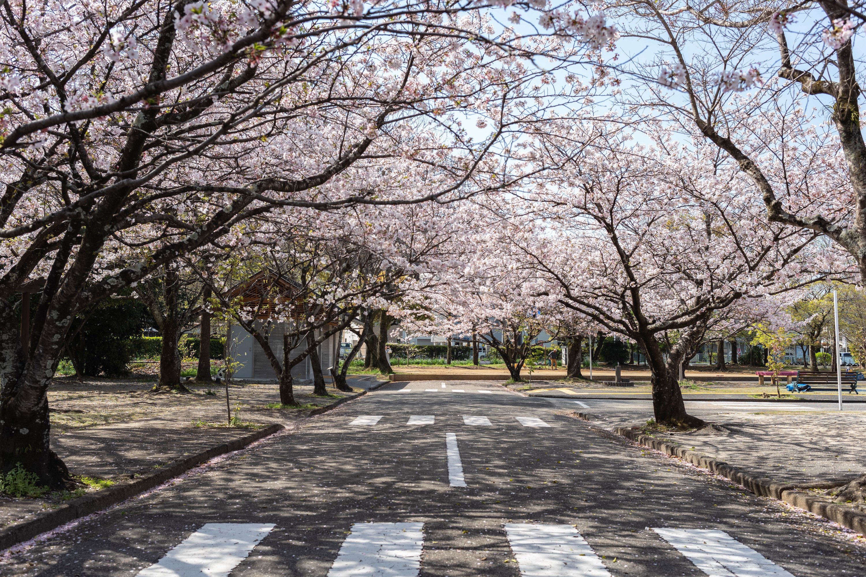 ゴーカートにSL、桜並木も!比島交通公園の魅力をまるっと紹介