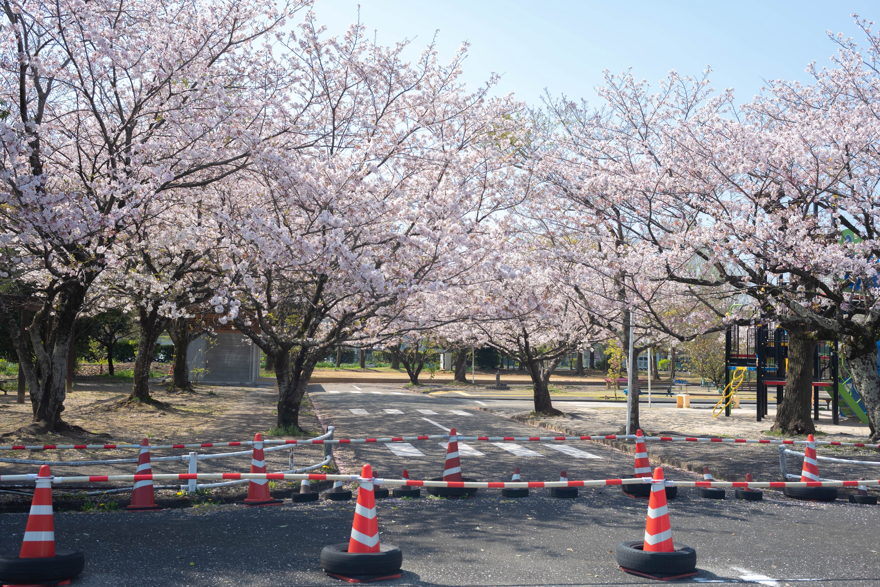 %u30B4%u30FC%u30AB%u30FC%u30C8%u306BSL%u3001%u685C%u4E26%u6728%u3082%uFF01%u6BD4%u5CF6%u4EA4%u901A%u516C%u5712%u306E%u9B45%u529B%u3092%u307E%u308B%u3063%u3068%u7D39%u4ECB