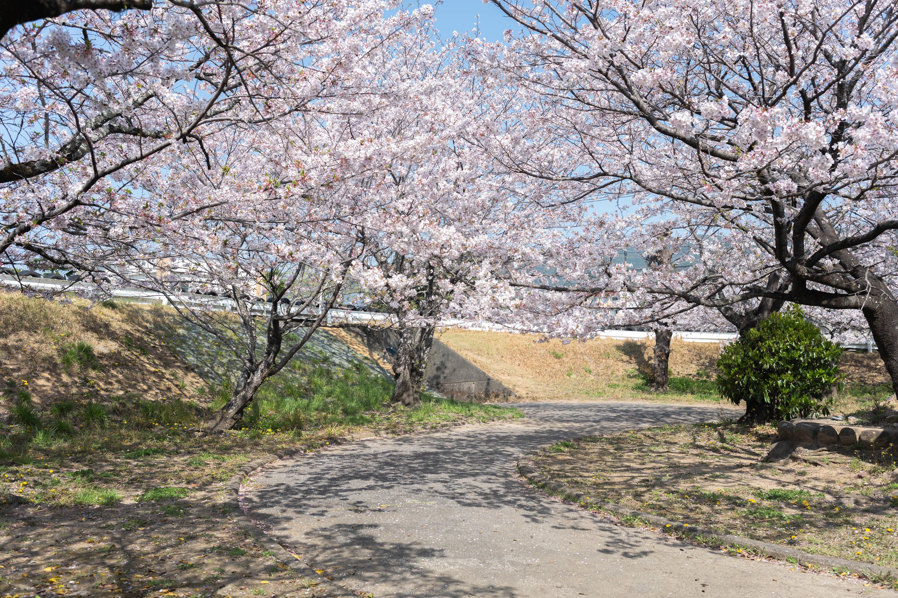 ゴーカートにSL、桜並木も!比島交通公園の魅力をまるっと紹介