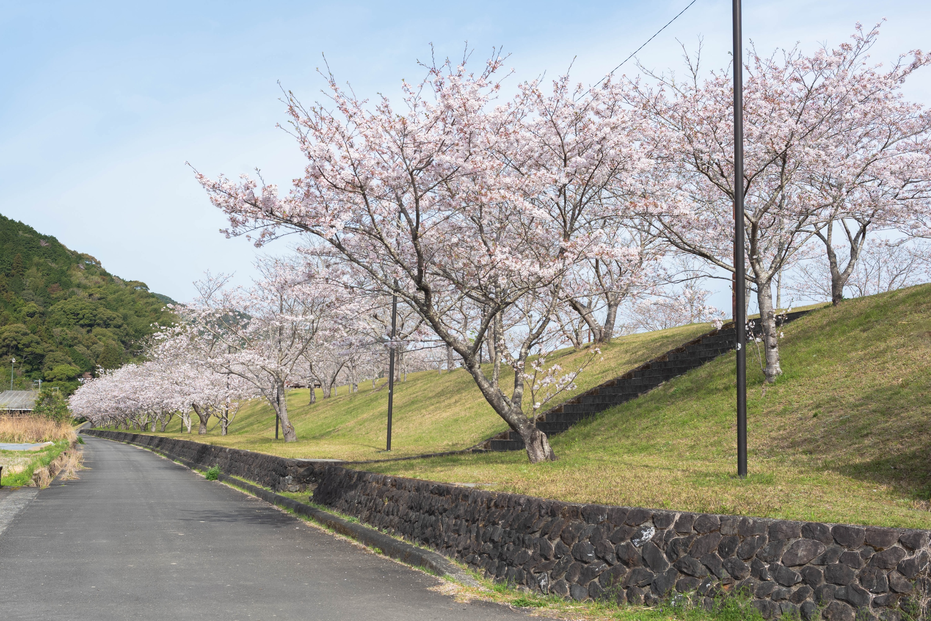 四万十桜づつみ公園|四万十川のほとりに春が舞う。桜に包まれる公園