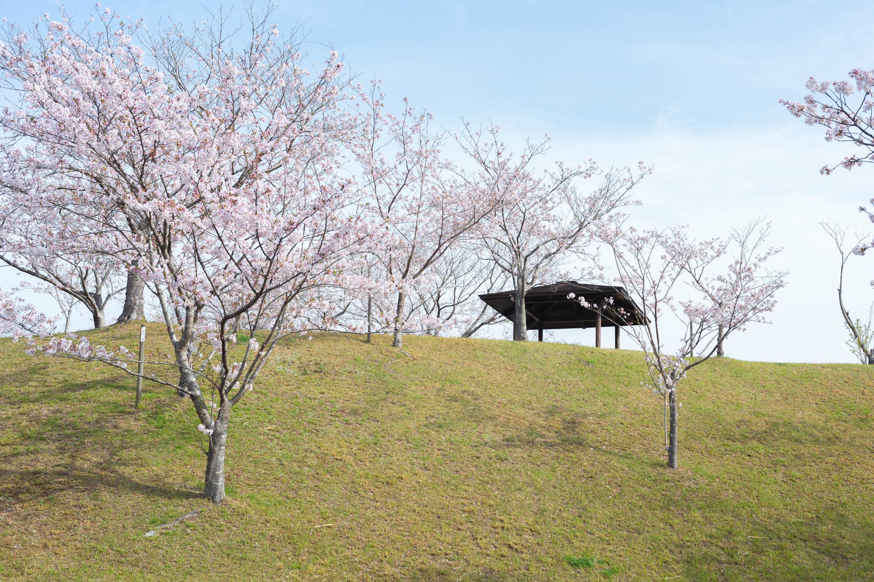 四万十桜づつみ公園|四万十川のほとりに春が舞う。桜に包まれる公園