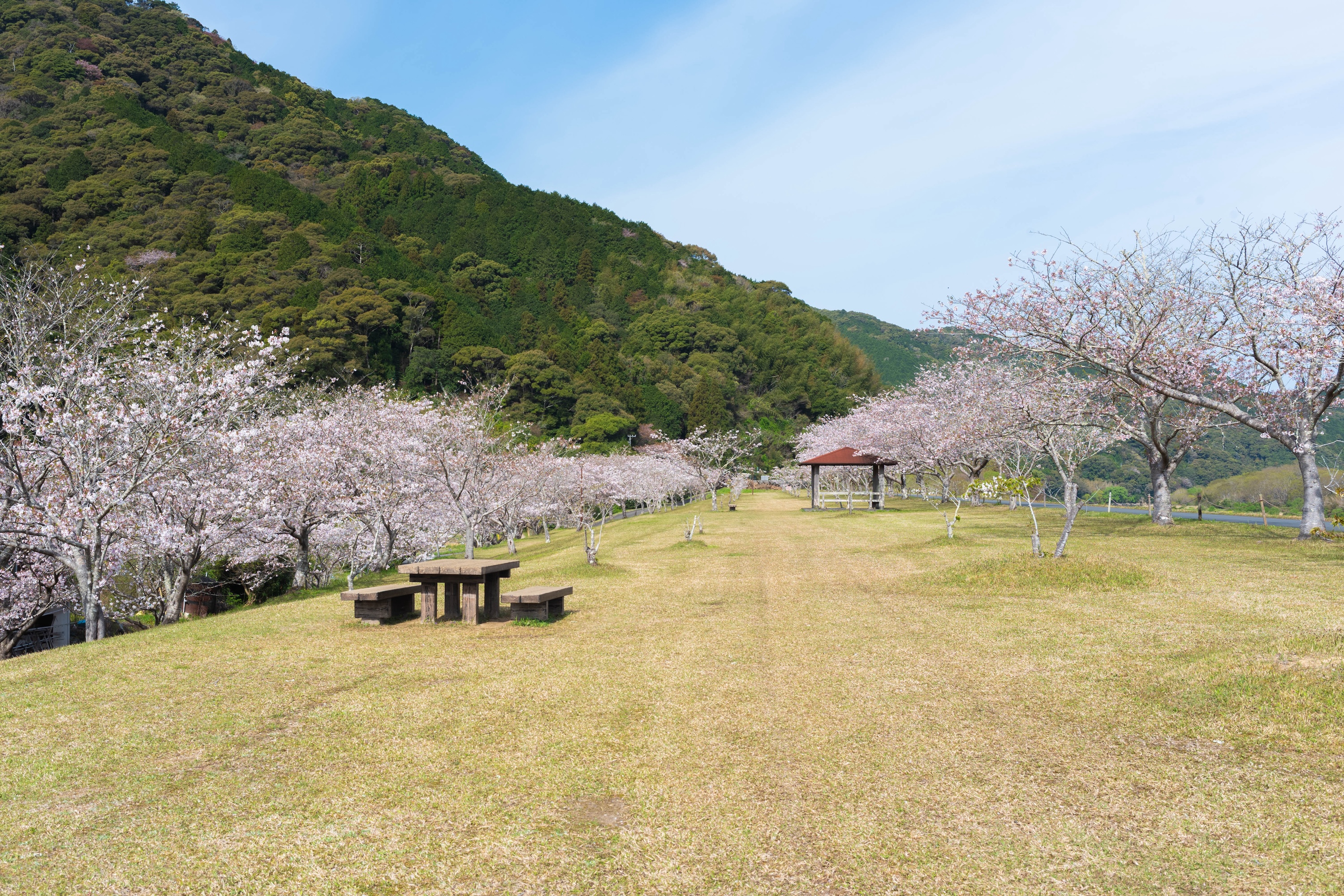 四万十桜づつみ公園|四万十川のほとりに春が舞う。桜に包まれる公園