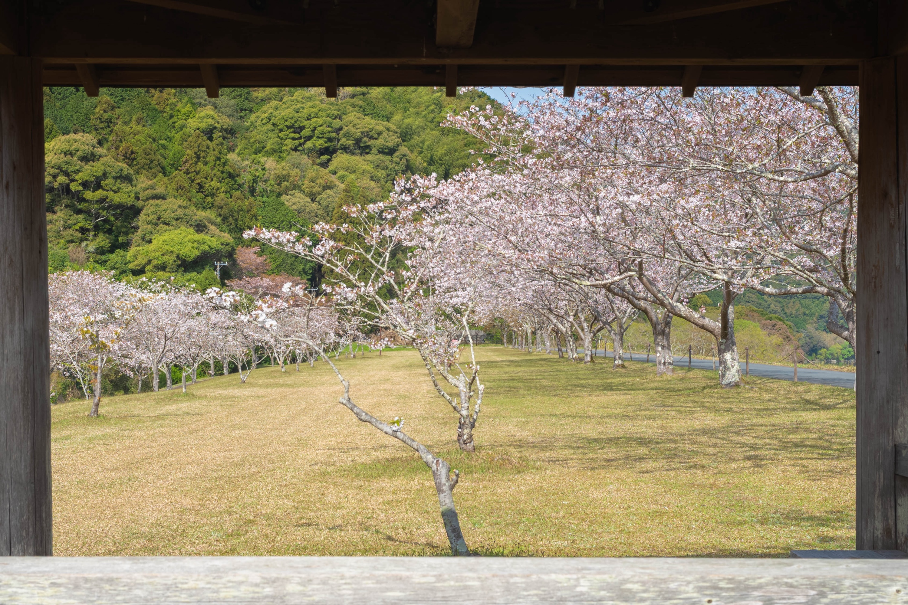 四万十桜づつみ公園|四万十川のほとりに春が舞う。桜に包まれる公園
