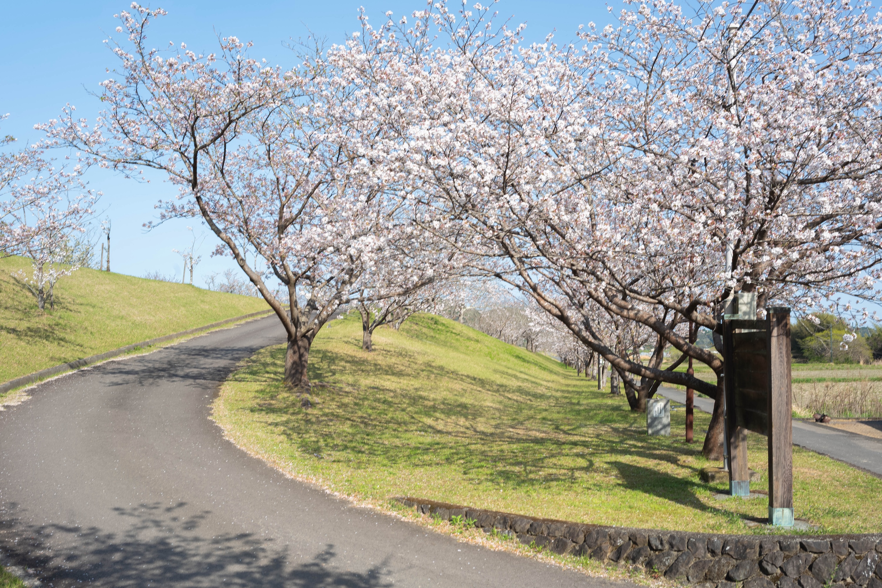 四万十桜づつみ公園|四万十川のほとりに春が舞う。桜に包まれる公園