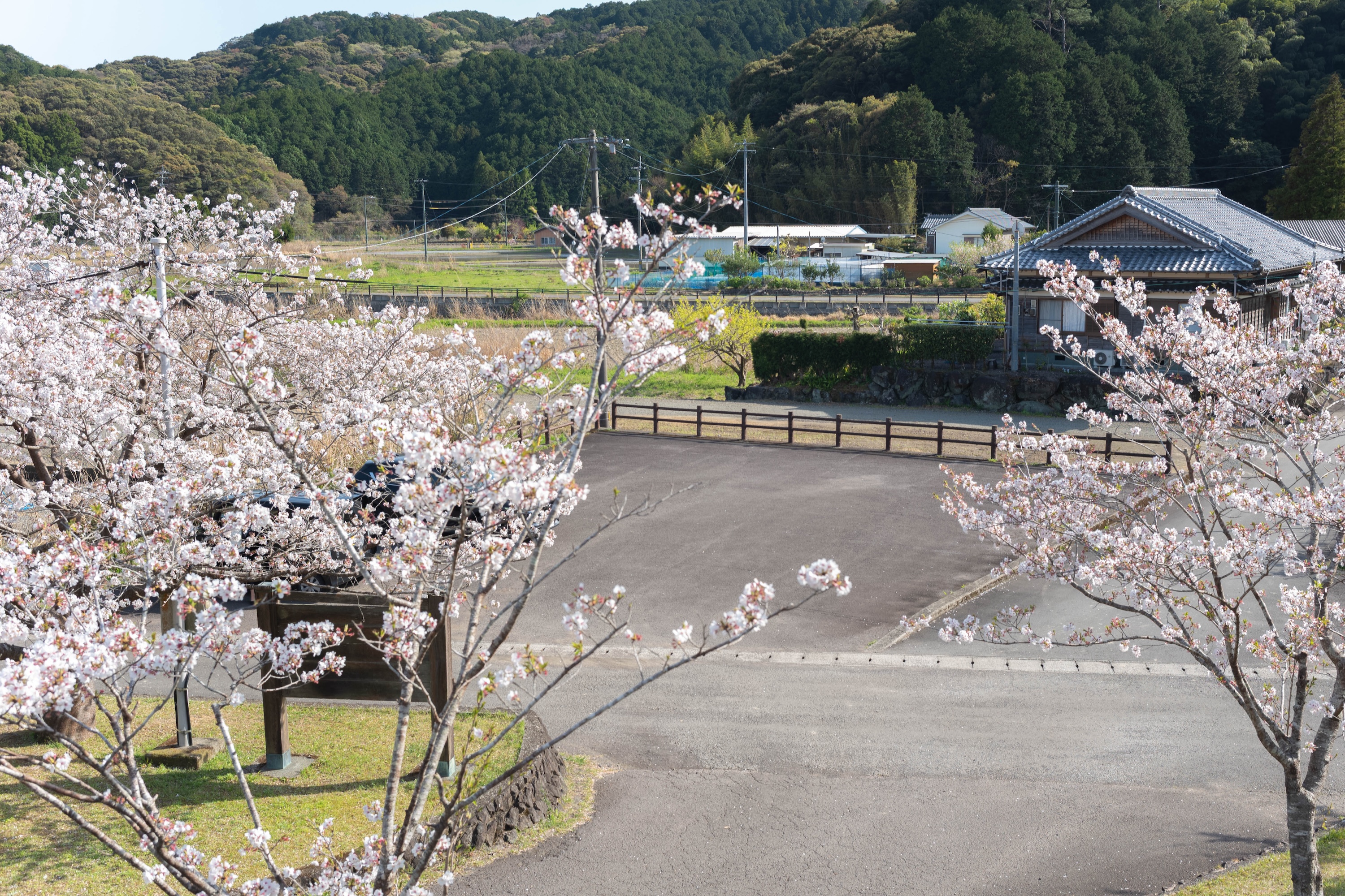 四万十桜づつみ公園|四万十川のほとりに春が舞う。桜に包まれる公園