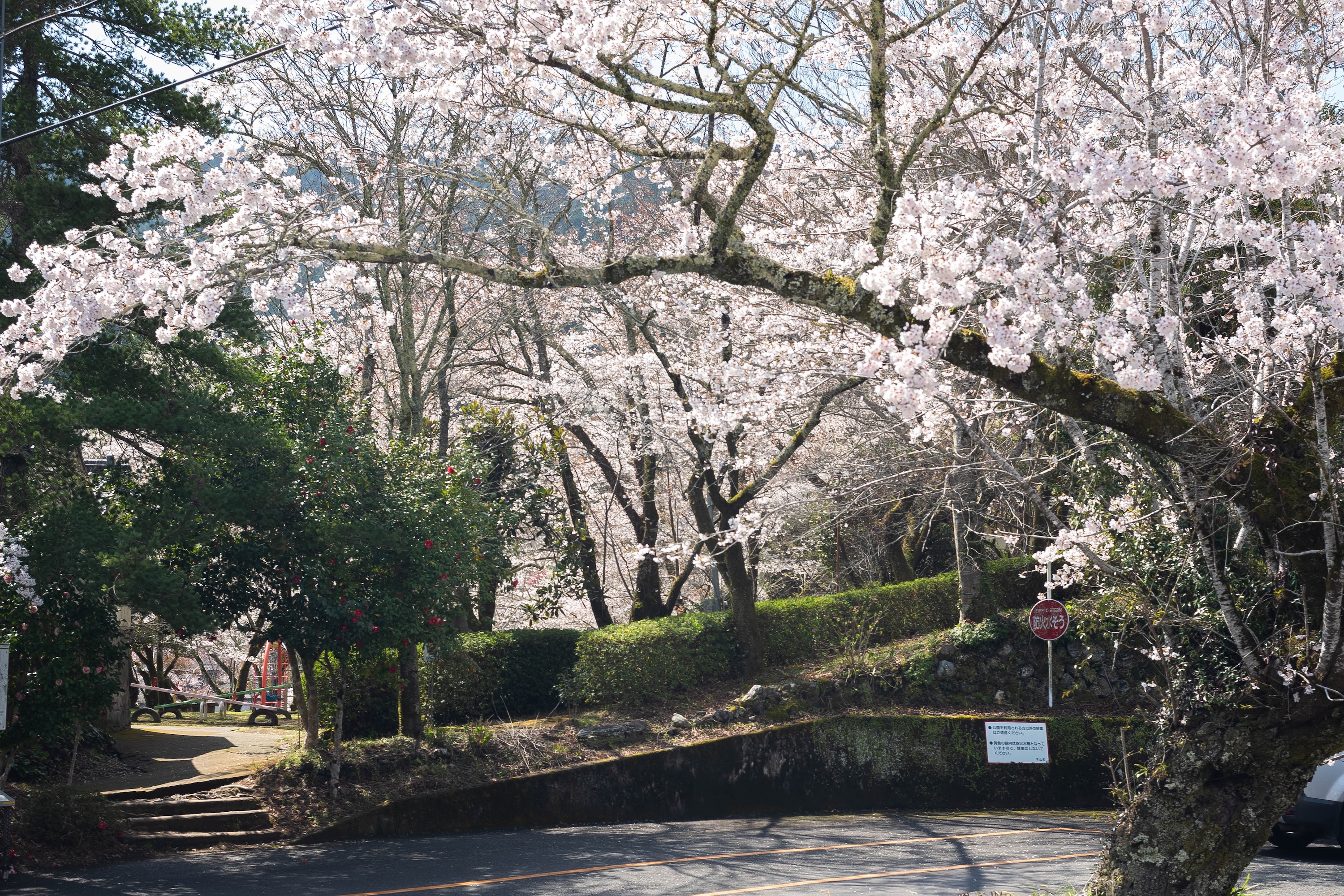 上街公園（土居屋敷跡）｜桜に包まれる幻想的な公園。歴史の面影を感じる穴場スポット