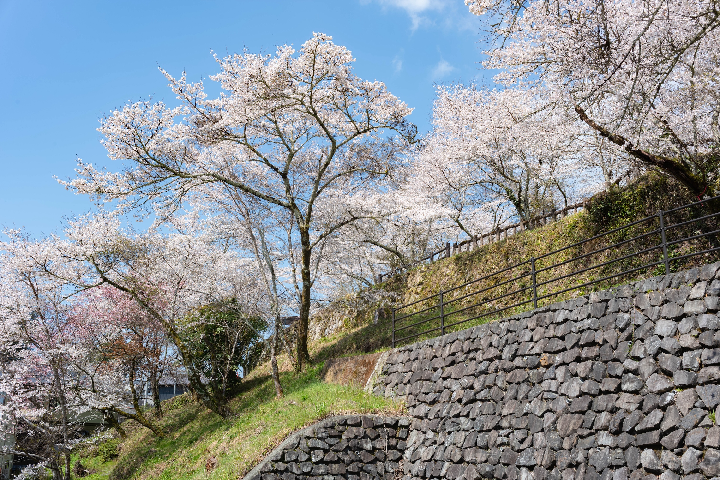 上街公園（土居屋敷跡）｜桜に包まれる幻想的な公園。歴史の面影を感じる穴場スポット