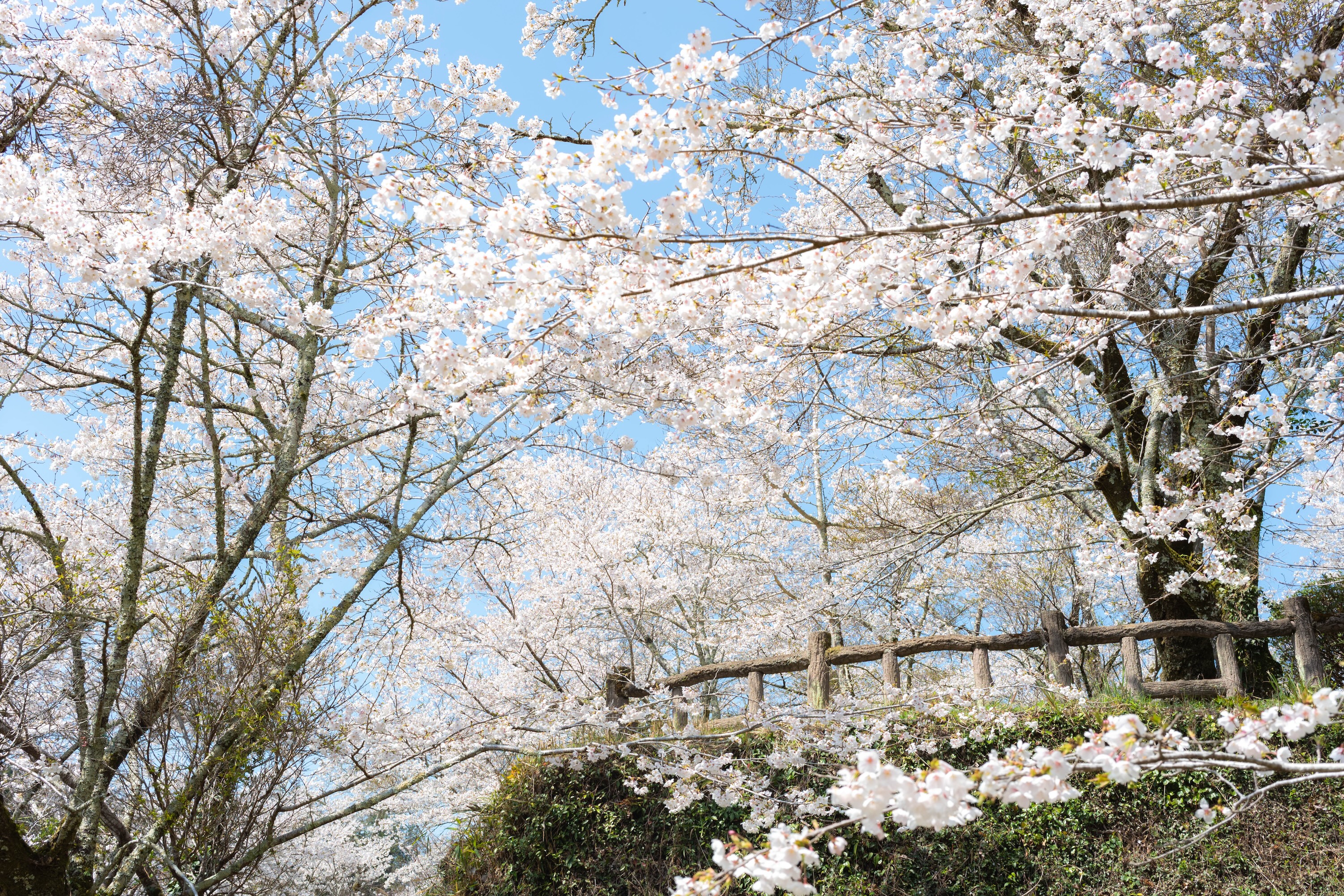 上街公園（土居屋敷跡）｜桜に包まれる幻想的な公園。歴史の面影を感じる穴場スポット