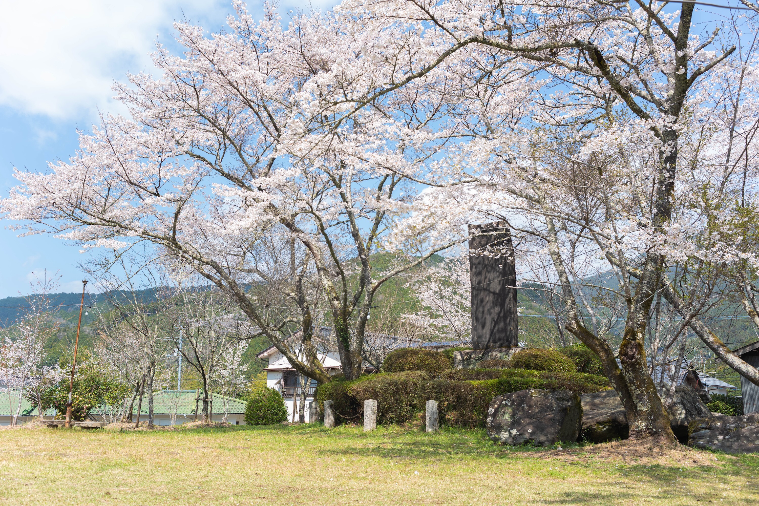 上街公園（土居屋敷跡）｜桜に包まれる幻想的な公園。歴史の面影を感じる穴場スポット