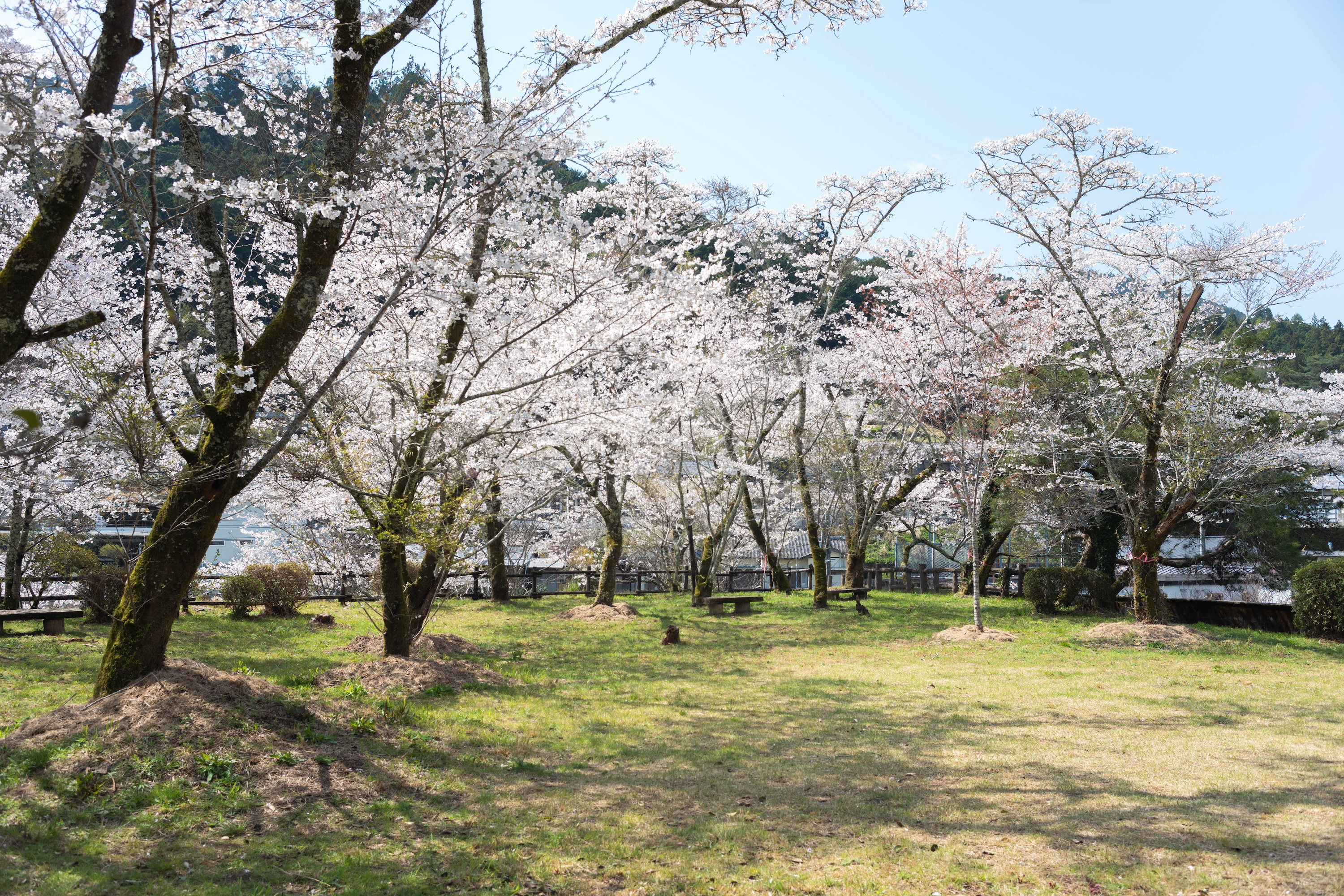 上街公園（土居屋敷跡）｜桜に包まれる幻想的な公園。歴史の面影を感じる穴場スポット