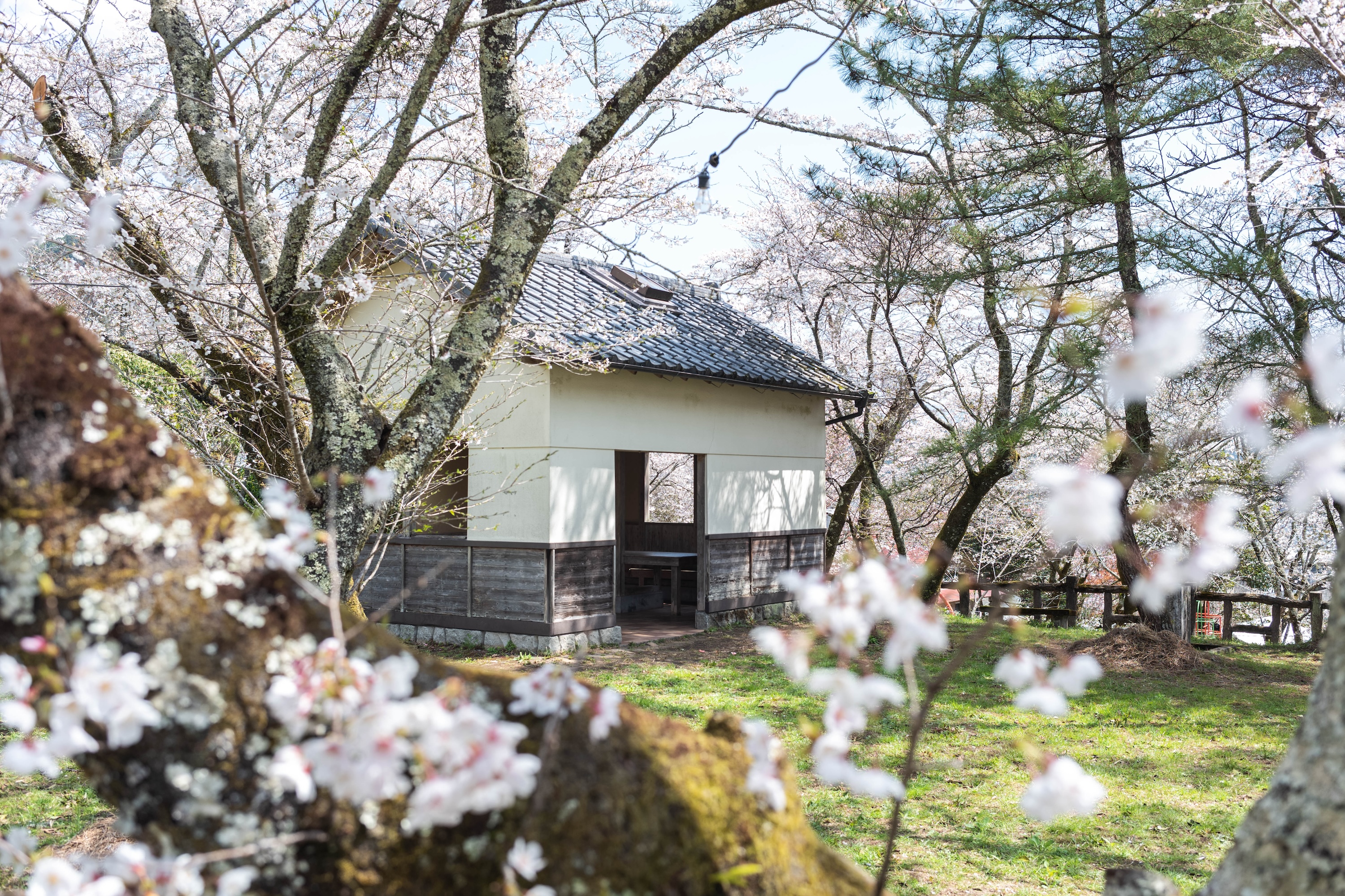 上街公園（土居屋敷跡）｜桜に包まれる幻想的な公園。歴史の面影を感じる穴場スポット