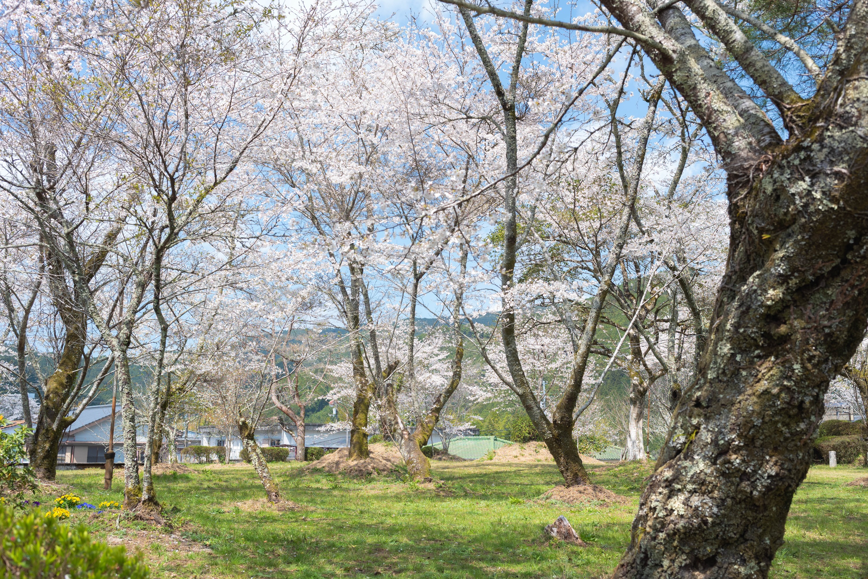 上街公園（土居屋敷跡）｜桜に包まれる幻想的な公園。歴史の面影を感じる穴場スポット