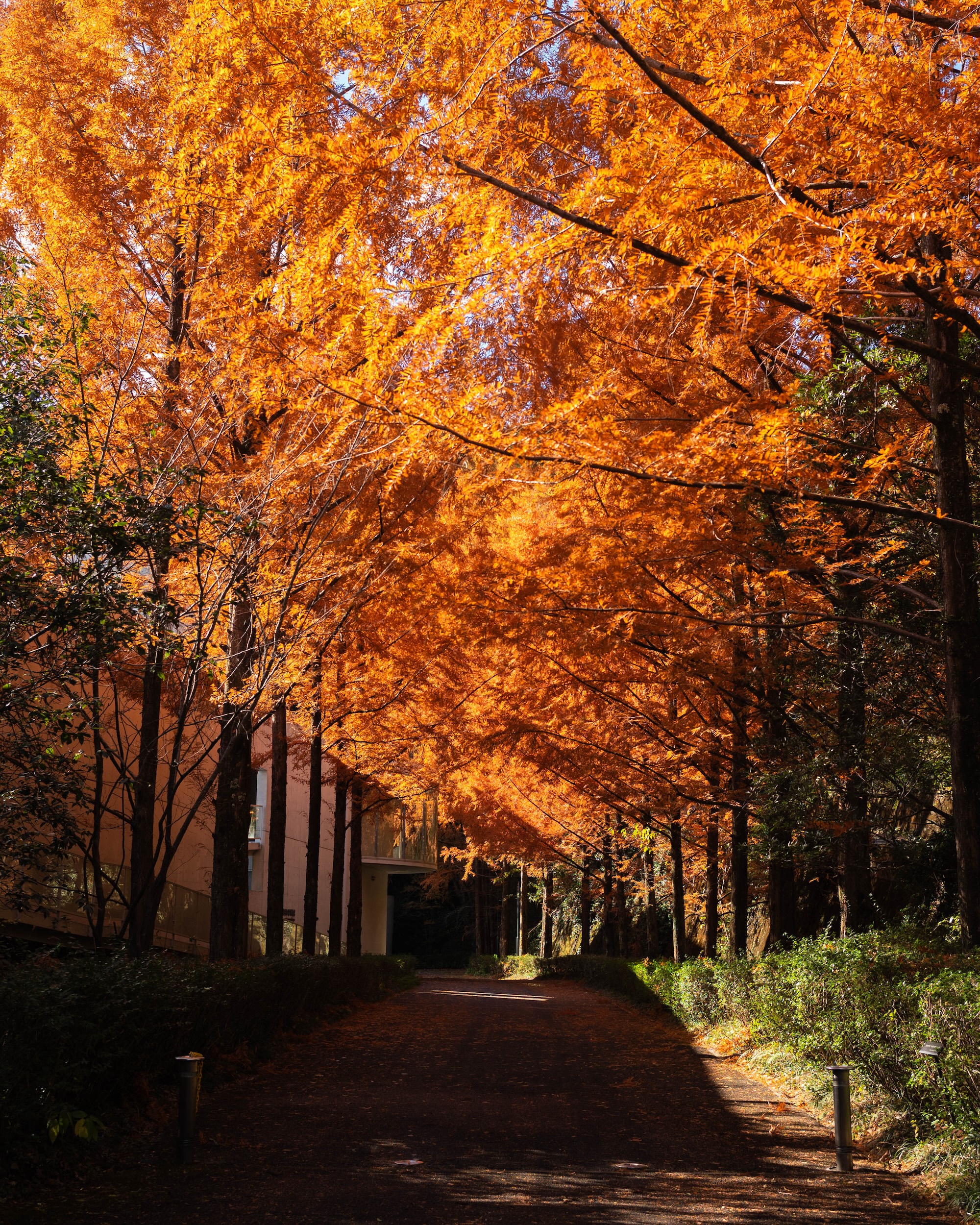 横倉山自然の森博物館｜メタセコイアと安藤建築。森に佇むアートのような博物館