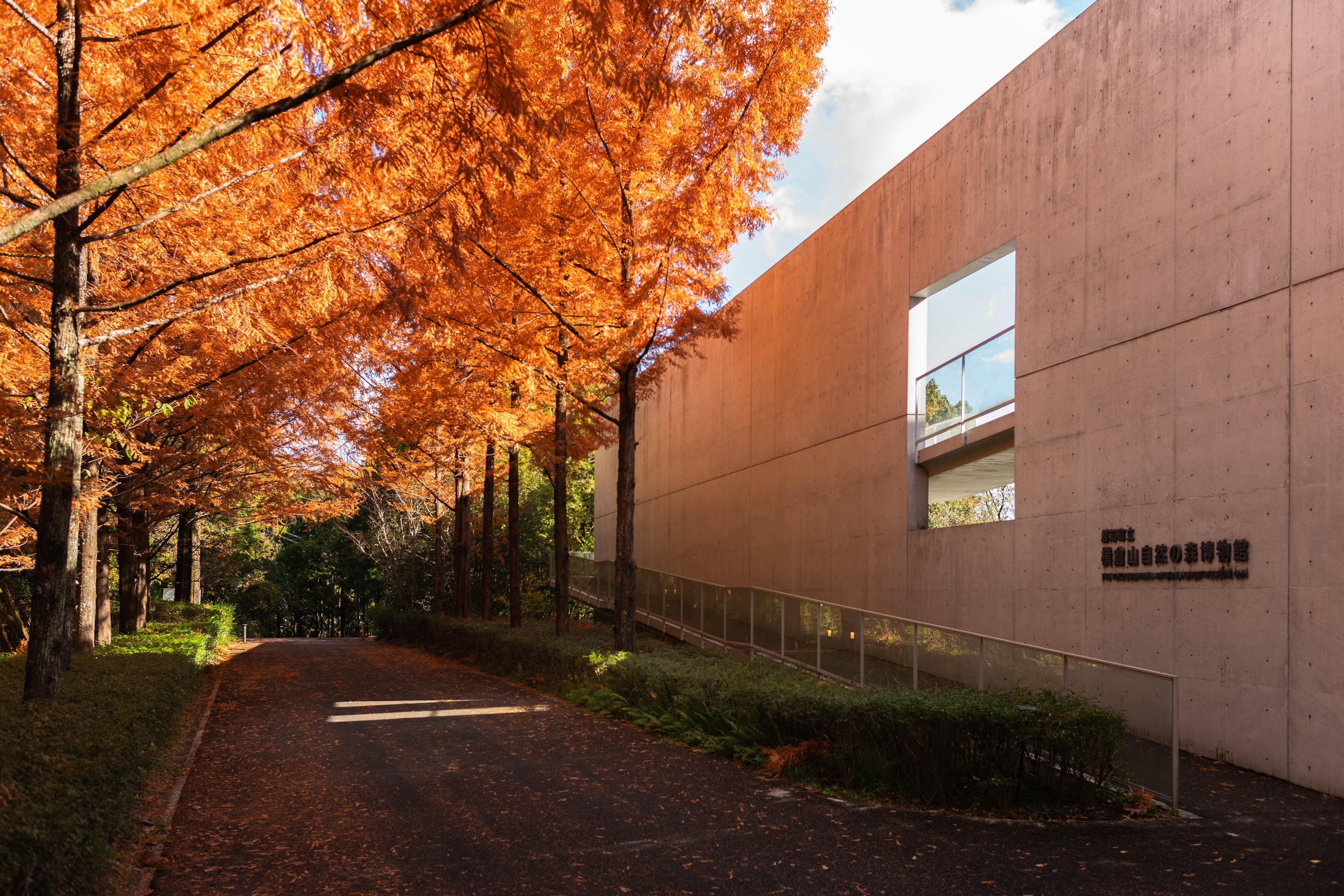 横倉山自然の森博物館｜メタセコイアと安藤建築。森に佇むアートのような博物館
