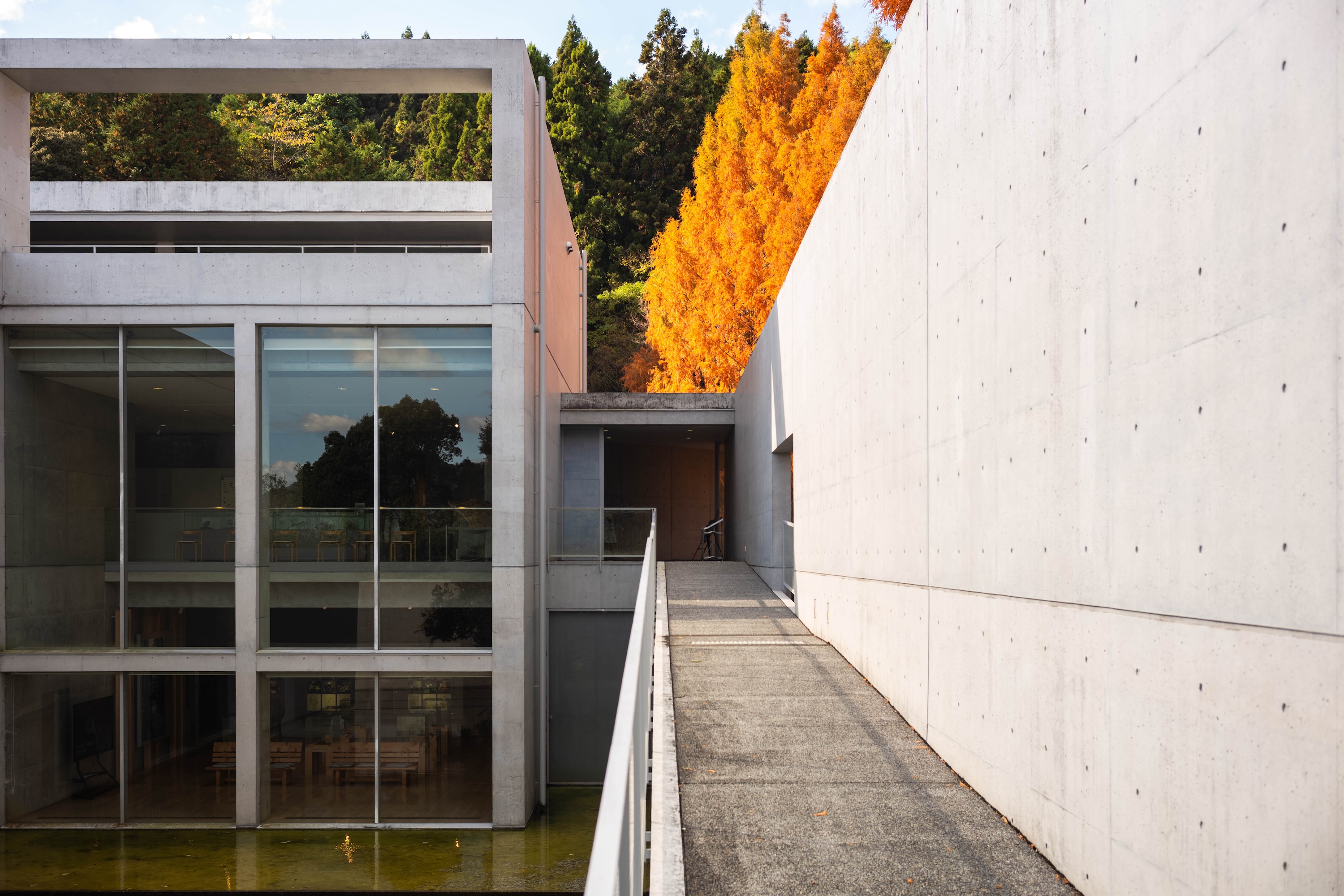 横倉山自然の森博物館｜メタセコイアと安藤建築。森に佇むアートのような博物館