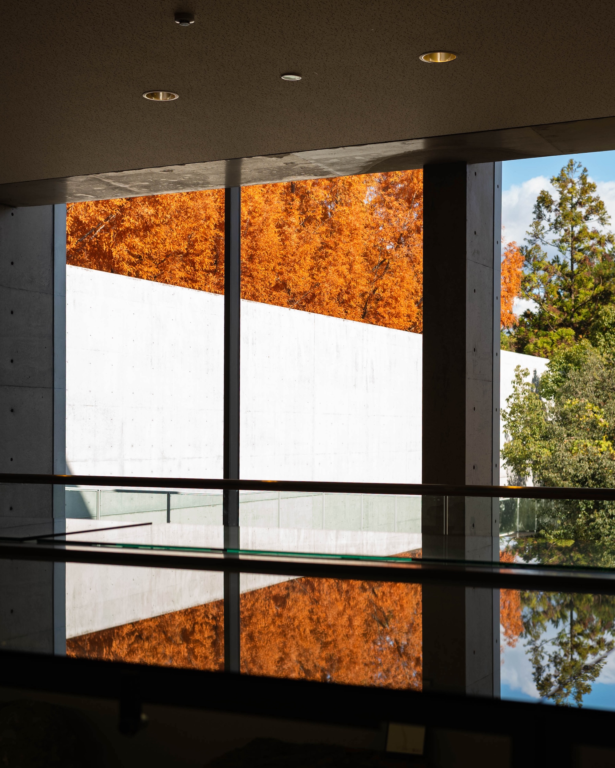 横倉山自然の森博物館｜メタセコイアと安藤建築。森に佇むアートのような博物館