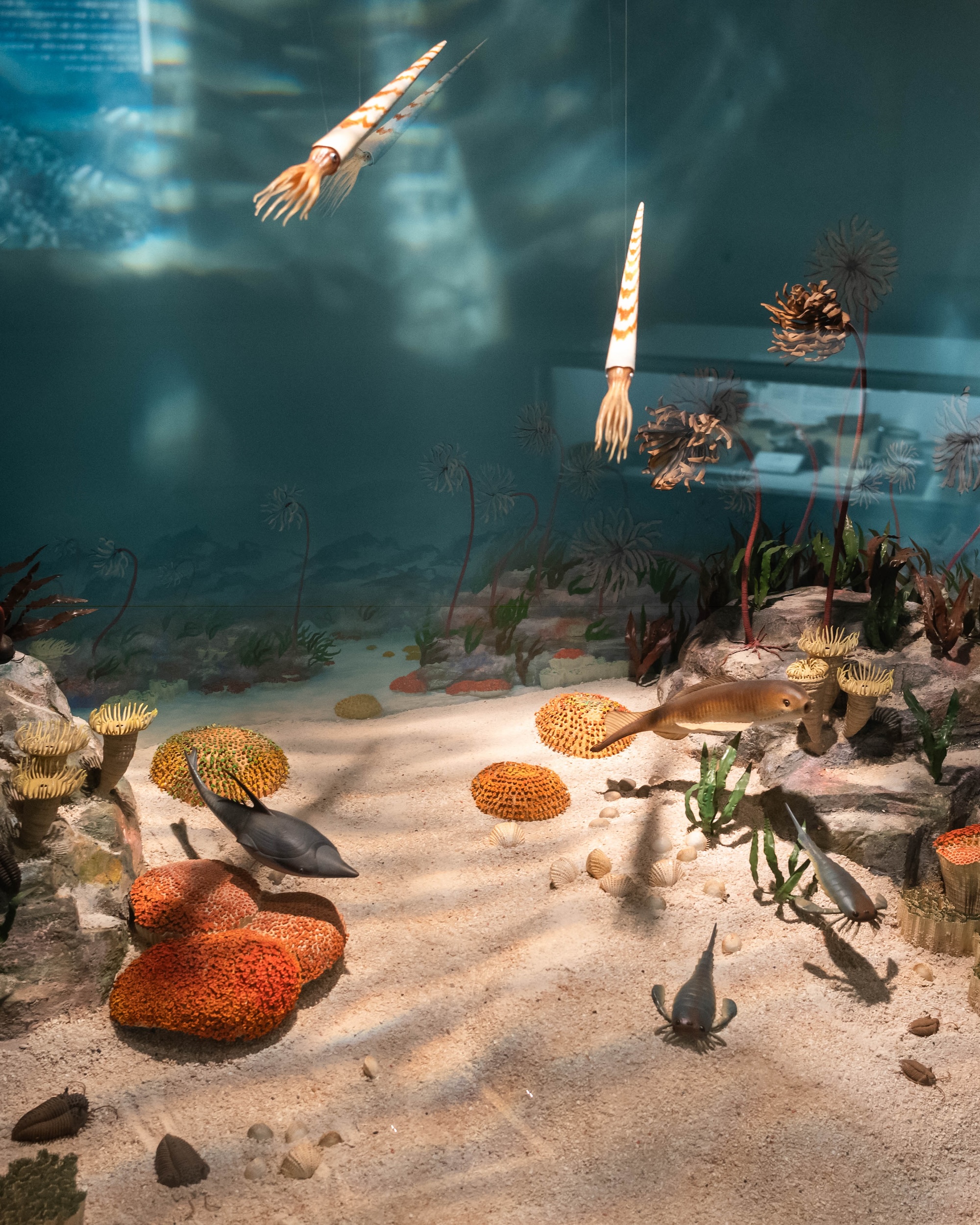 横倉山自然の森博物館｜メタセコイアと安藤建築。森に佇むアートのような博物館