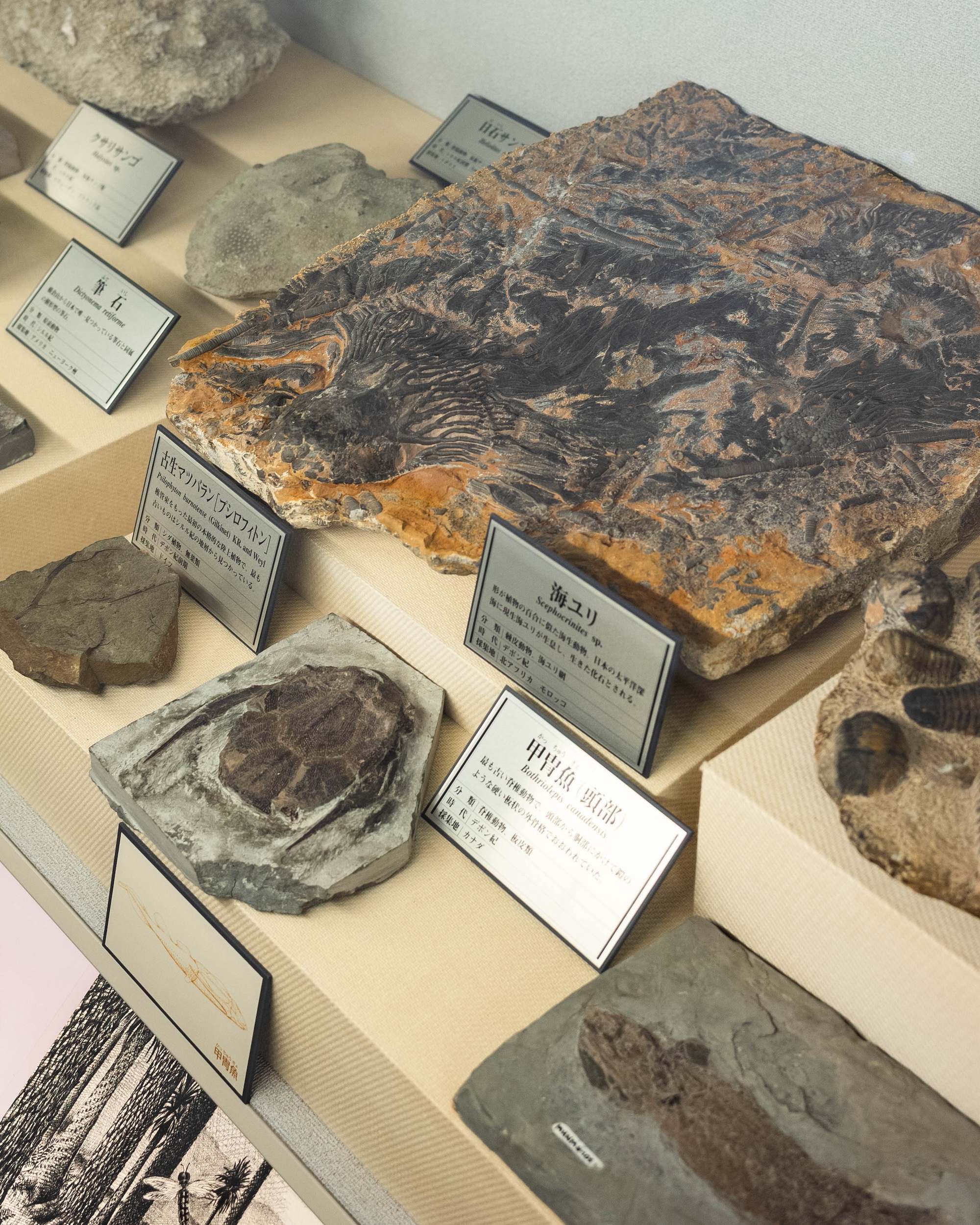 横倉山自然の森博物館｜メタセコイアと安藤建築。森に佇むアートのような博物館